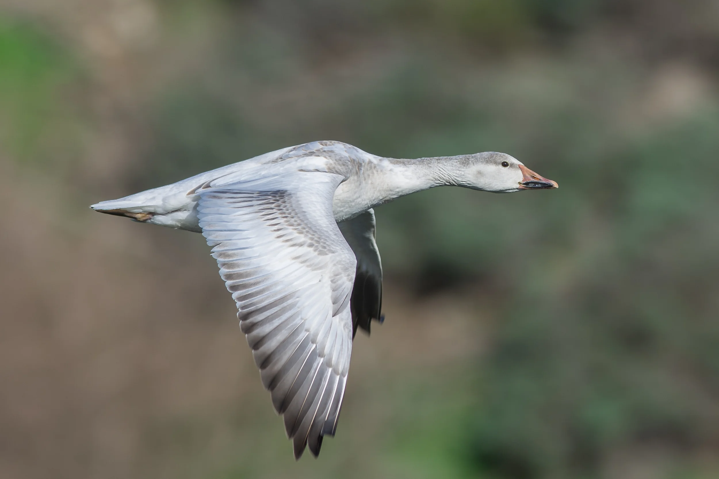 Snow Goose (Chen caerulescens) EQ: Nikon D7200, 300mm f/2.8 Taken: 1-12-2016 at 11:59a Settings: 450mm (35mm eqv.), 1/800s, f/4.0, ISO100, +1/3EV Conditions: Sunny