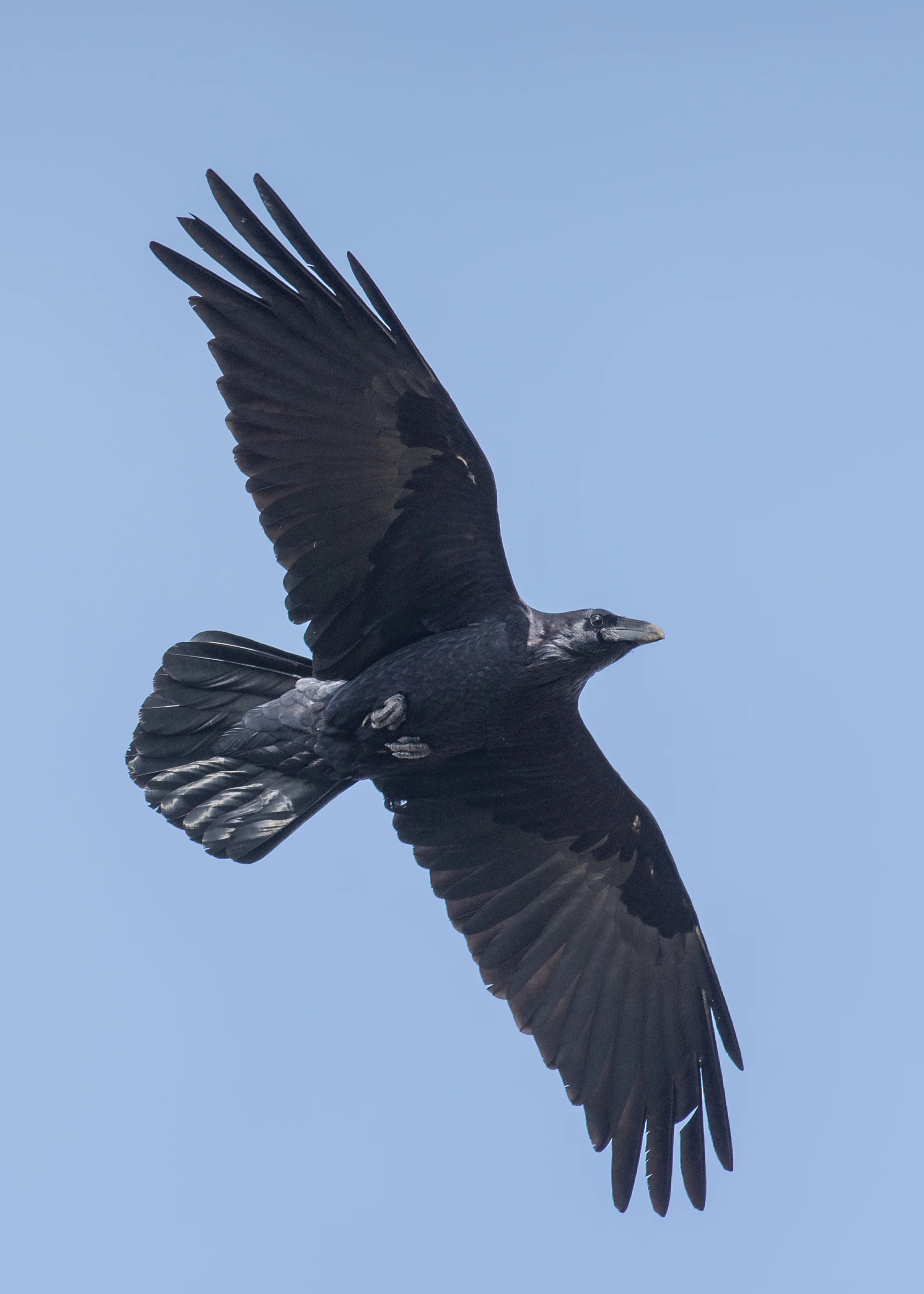 Common Raven (Corvus corax) Settings: 450mm (35mm eqv.), 1/1000s, f/4.5, ISO110, +1/3EV, taken 1-12-16 12:54