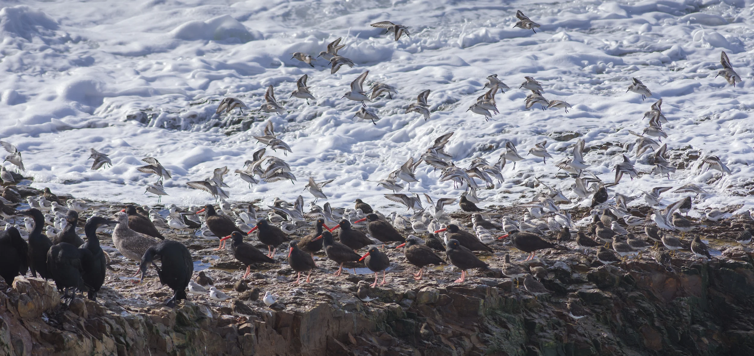 Brandt's Cormorant, Oystercatchers, Surfbird, Turnstone, and Sanderlings Settings: 450mm (35mm eqv.), 1/800s, f/4.0, ISO100, +1/3EV, taken 1-12-16 12:24