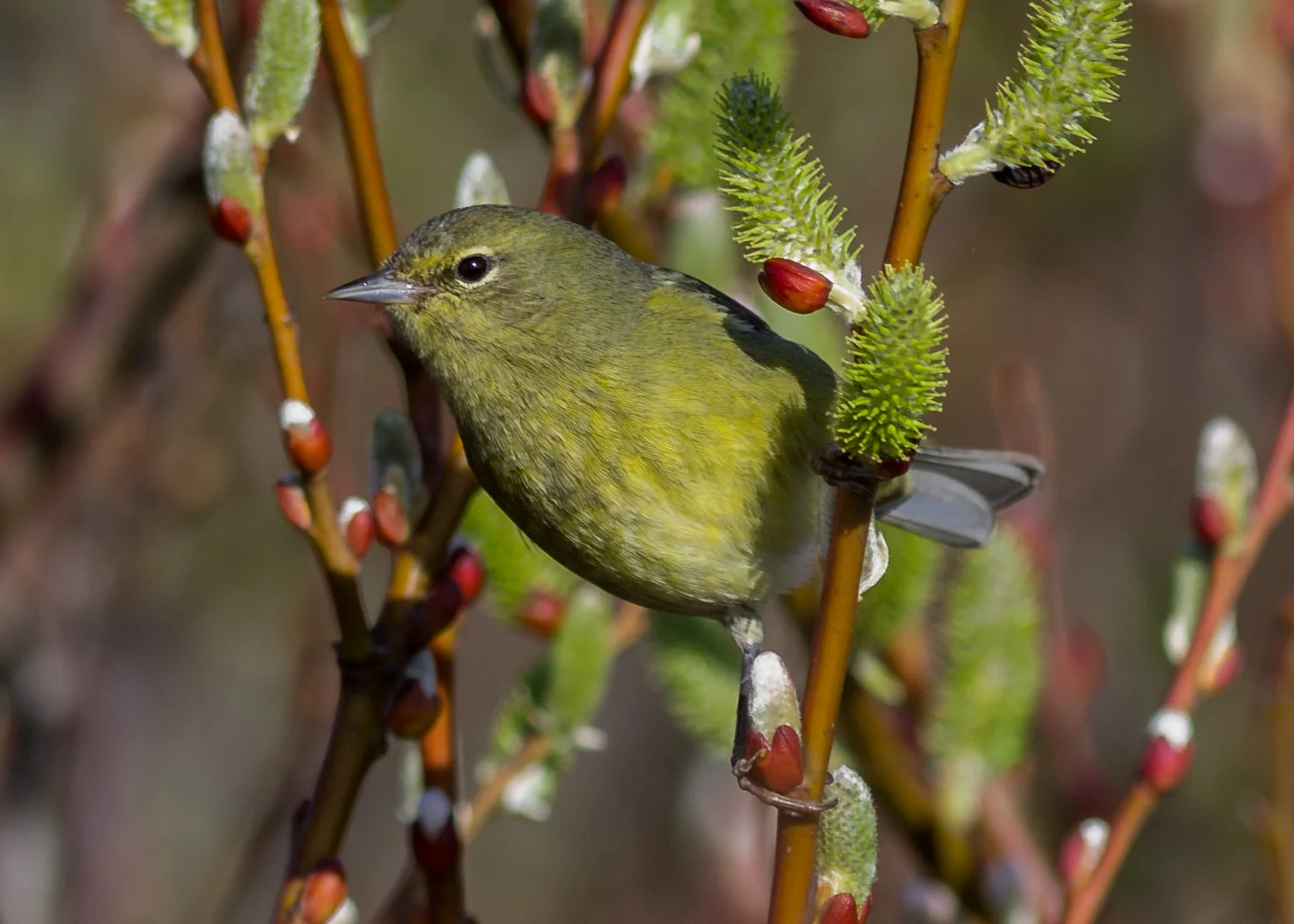 Orange-crowned Warbler (Oreothlypis celata) Settings: 450mm (35mm eqv.), 1/1250s, f/4.0, ISO250, +1/3EV, taken 1-26-16 11:29