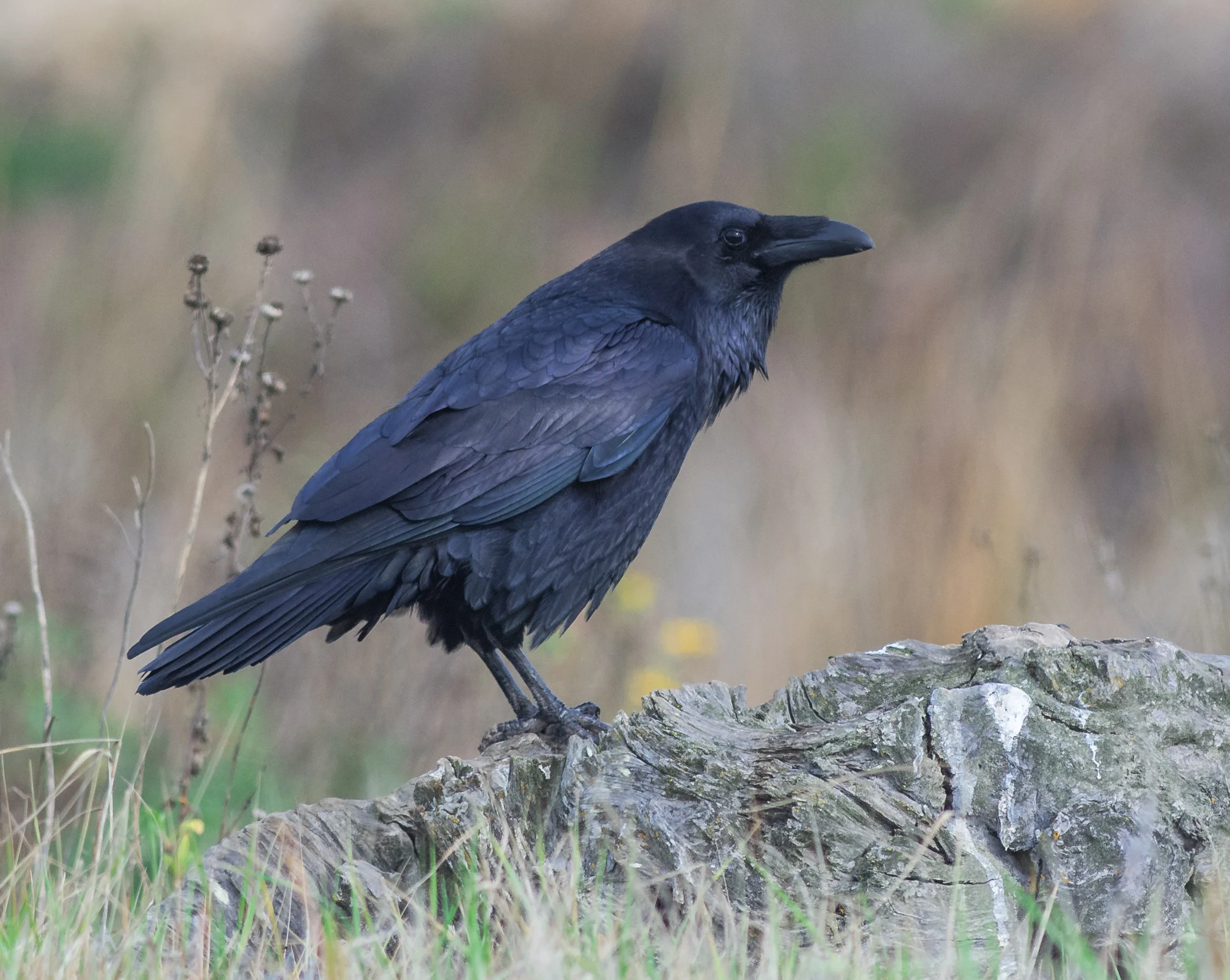 Common Raven (Corvus corax) Settings: 450mm (35mm eqv.), 1/1250s, f/4.5, ISO640, +1/3EV, taken 1-12-16 13:55