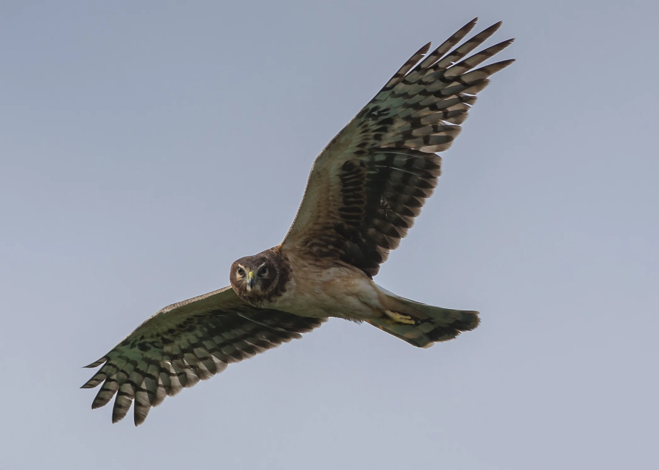 Northern Harrier (Circus cyaneus) Settings: 450mm (35mm eqv.), 1/1000s, f/4.5, ISO100, +1/3EV, taken 1-12-16 13:31