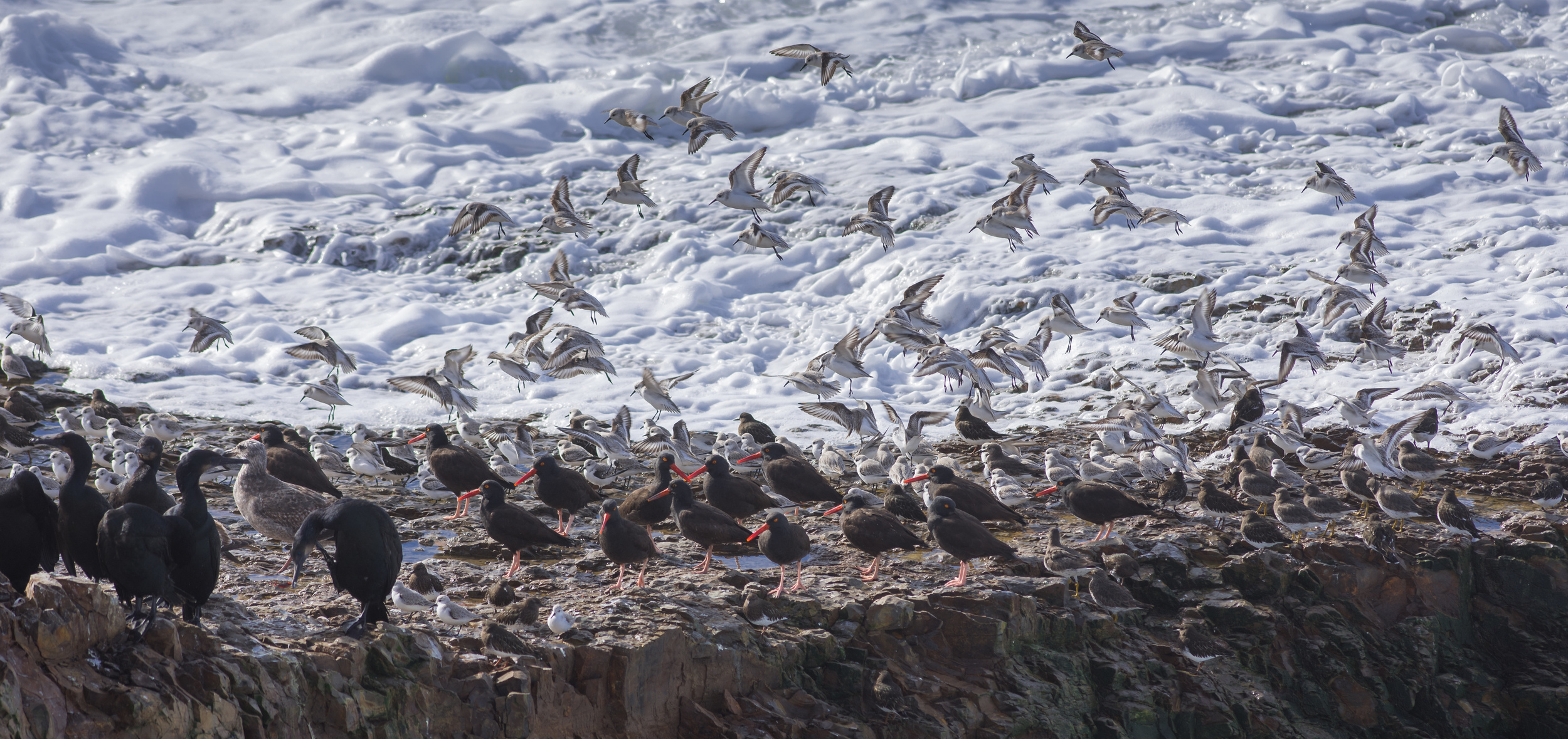 Brandt's Cormorants, Oystercatchers, Surfbird, Turnstone, and Sanderlings fight the high surf - Baldwin Creek, SCZ (CA)