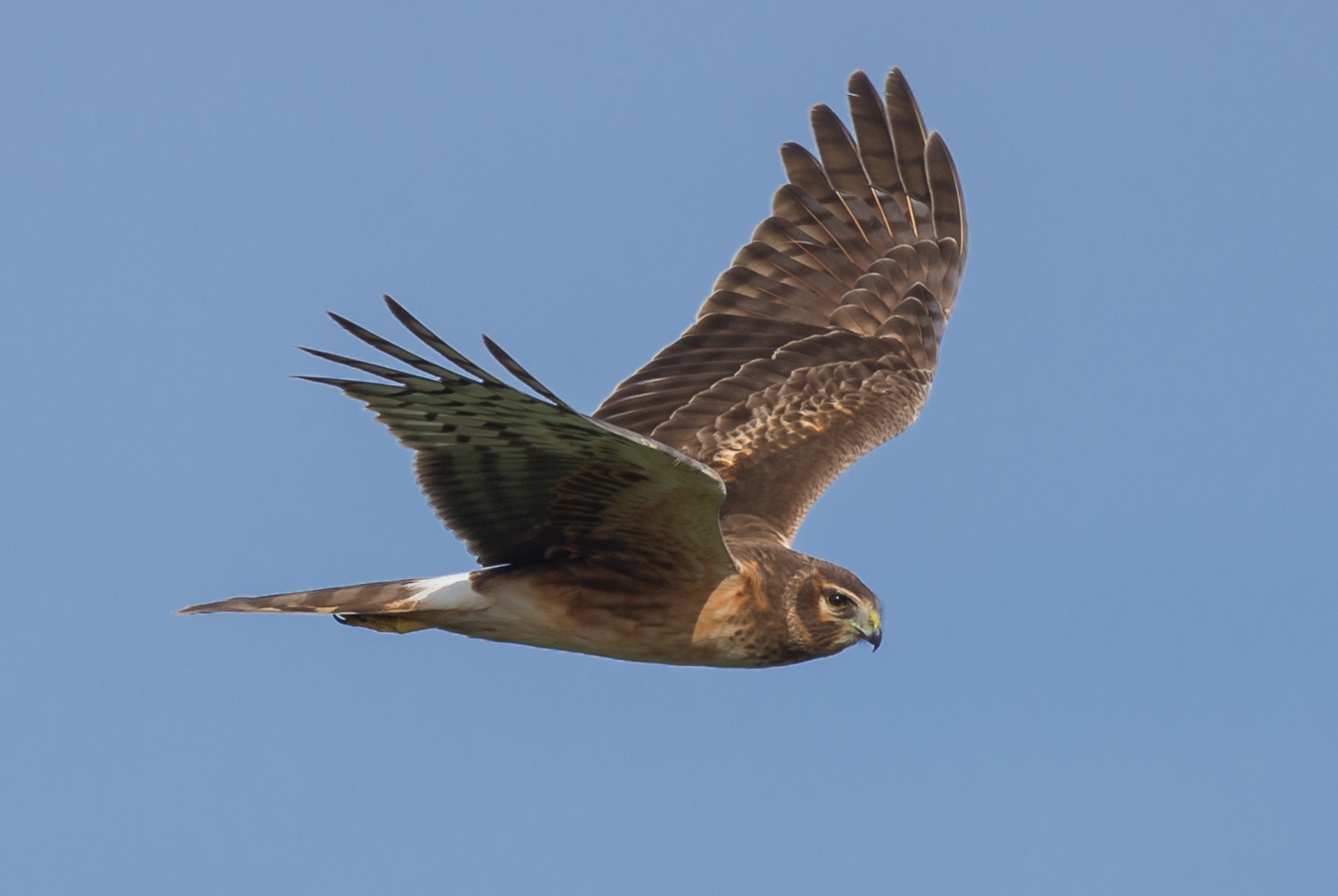 Northern Harrier (Circus cyaneus) Settings: 450mm (35mm eqv.), 1/1000s, f/4.5, ISO100, +1/3EV, taken 1-12-16 13:13