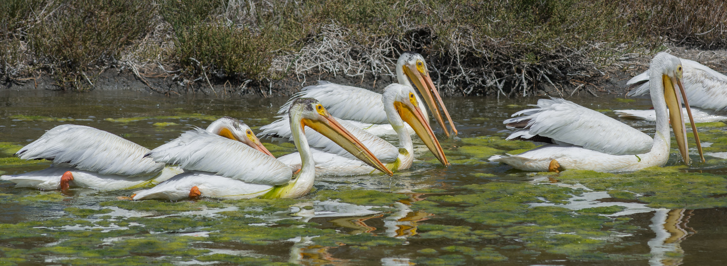 American White Pelican (Pelecanus erythrorhynchos) at Sunnyvale WPCPEQ: D7100, 300mm f/2.8 &nbsp;&nbsp; Taken: 6-20-2015 at 10:41Settings: 450mm (35mm eqiv), 1/1600s, f/5.0, ISO200, +2/3EV &nbsp;&nbsp;&nbsp; Conditions: Sunny