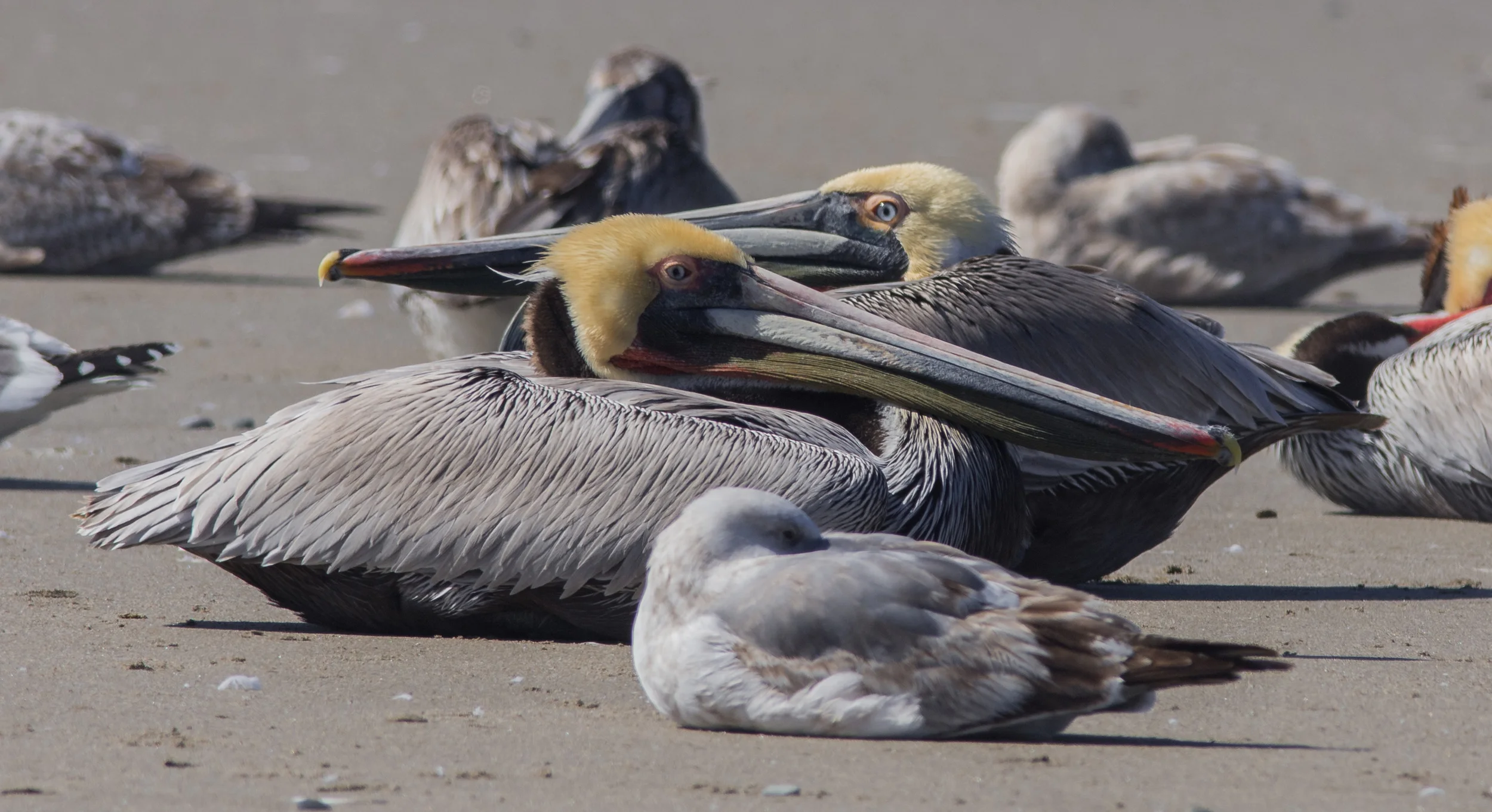 Brown Pelican (Pelecanus occidentalis), Pajaro River Mouth, SCZ (CA)