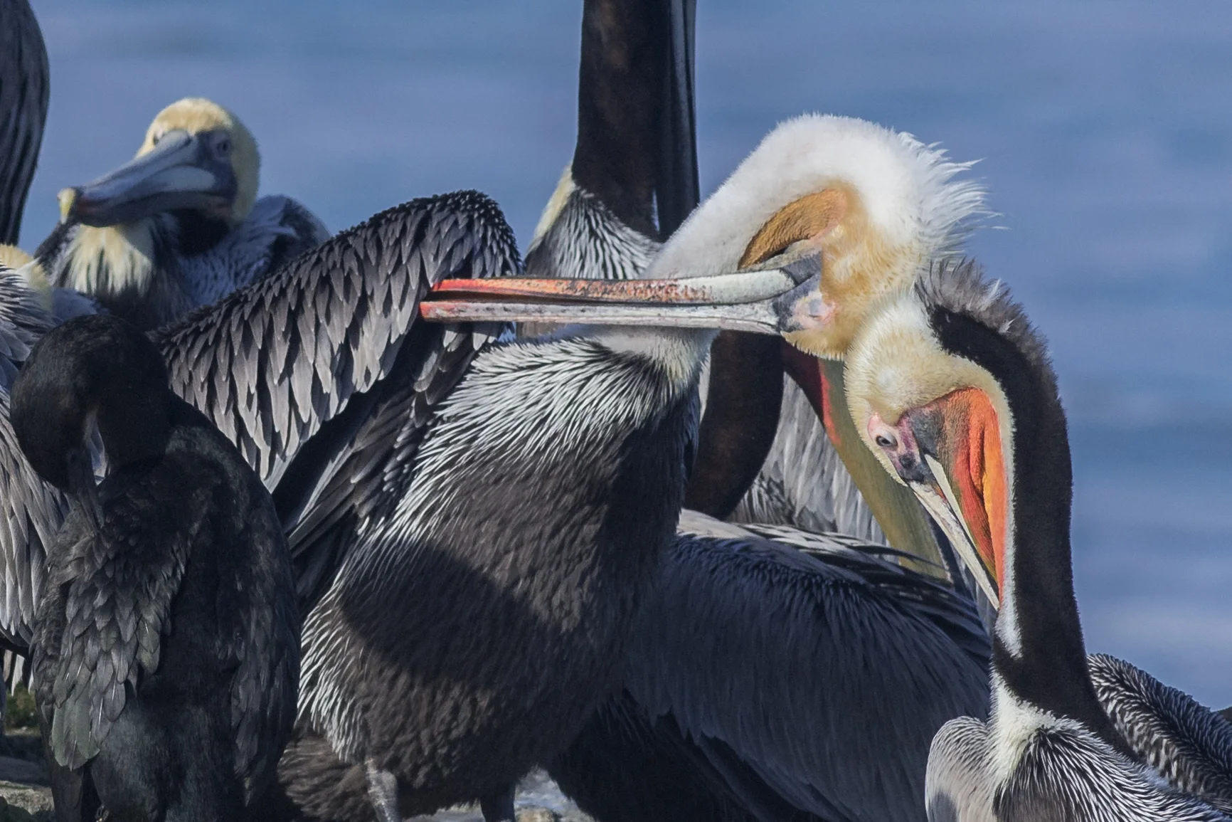 Brown Pelican (Pelecanus occidentalis) at Natural Bridges SB EQ: D7200, 300mm f/2.8 Taken: 2-4-2016 at 10:27 Settings: 450mm (35mm eqiv), 1/1000s, f/6.3, ISO250, +1/3EV Conditions: Sunny
