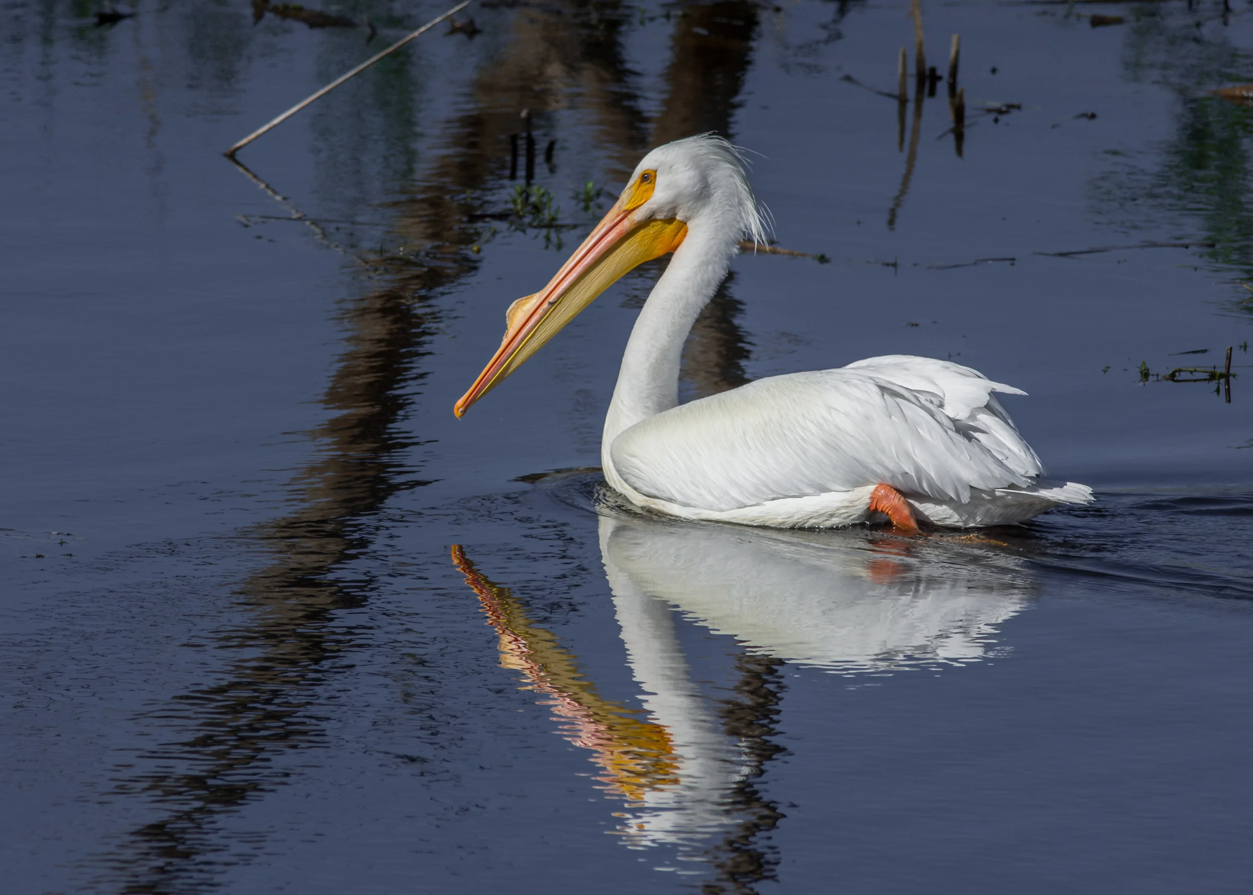American White Pelican (Pelecanus erythrorhynchos) at Watsonville SloughEQ: D7200, 300mm f/2.8 with 1.4 TC &nbsp;&nbsp; Taken: 3-2-2016 at 10:53Settings: 6300mm (35mm eqiv), 1/1250s, f/6.3, ISO110, +1/3EV &nbsp;&nbsp;&nbsp; Conditions: Sunny