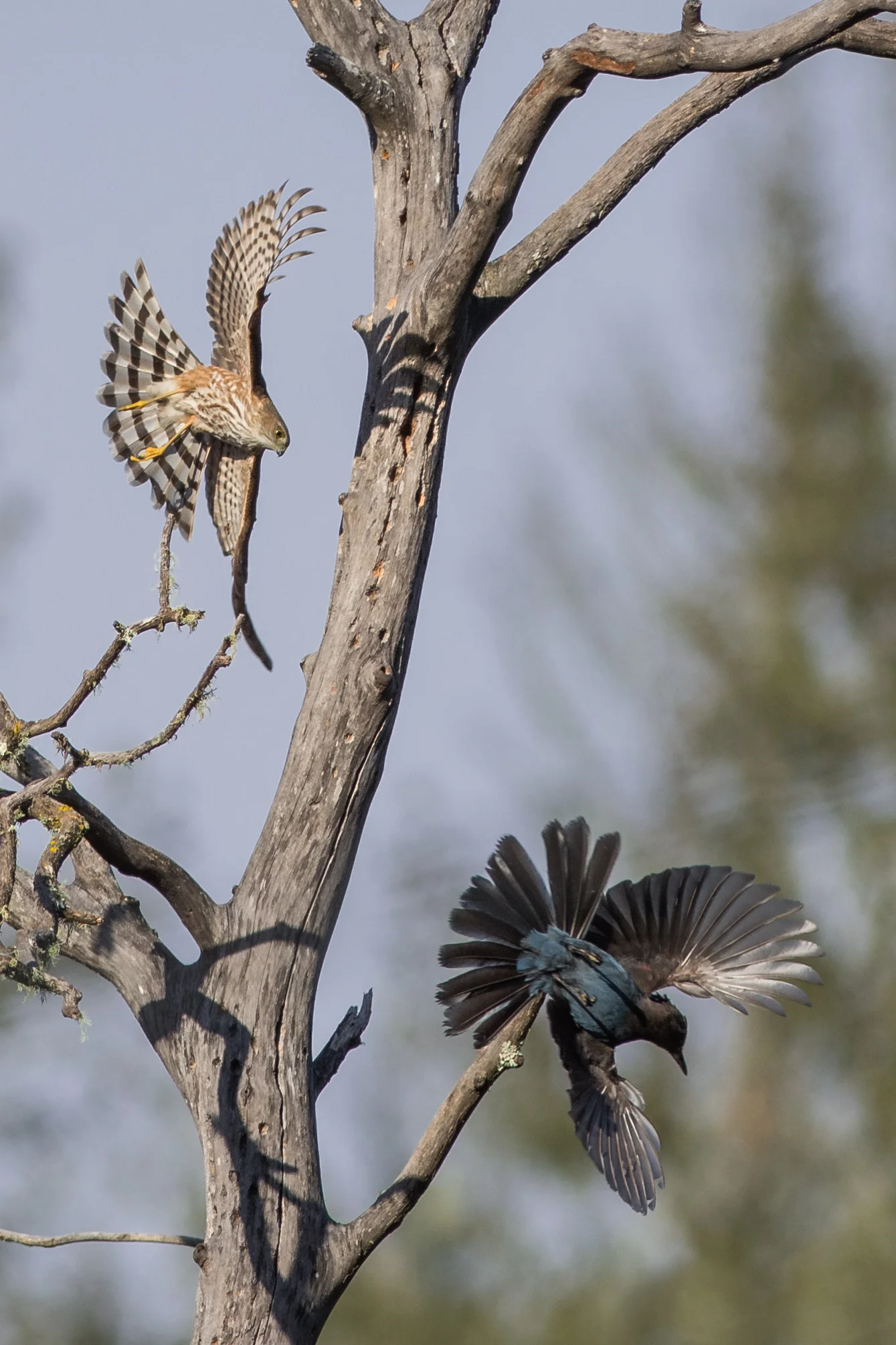 Photo of the Week 33: Sharp-shinned v Steller's EQ: D7200, 300mm f/2.8 Taken: 4-3-2016 at 8:46a Settings: 450mm (35mm eqiv), 1/2500s, f/4.5, ISO320, +1/3EV Conditions: Sunny
