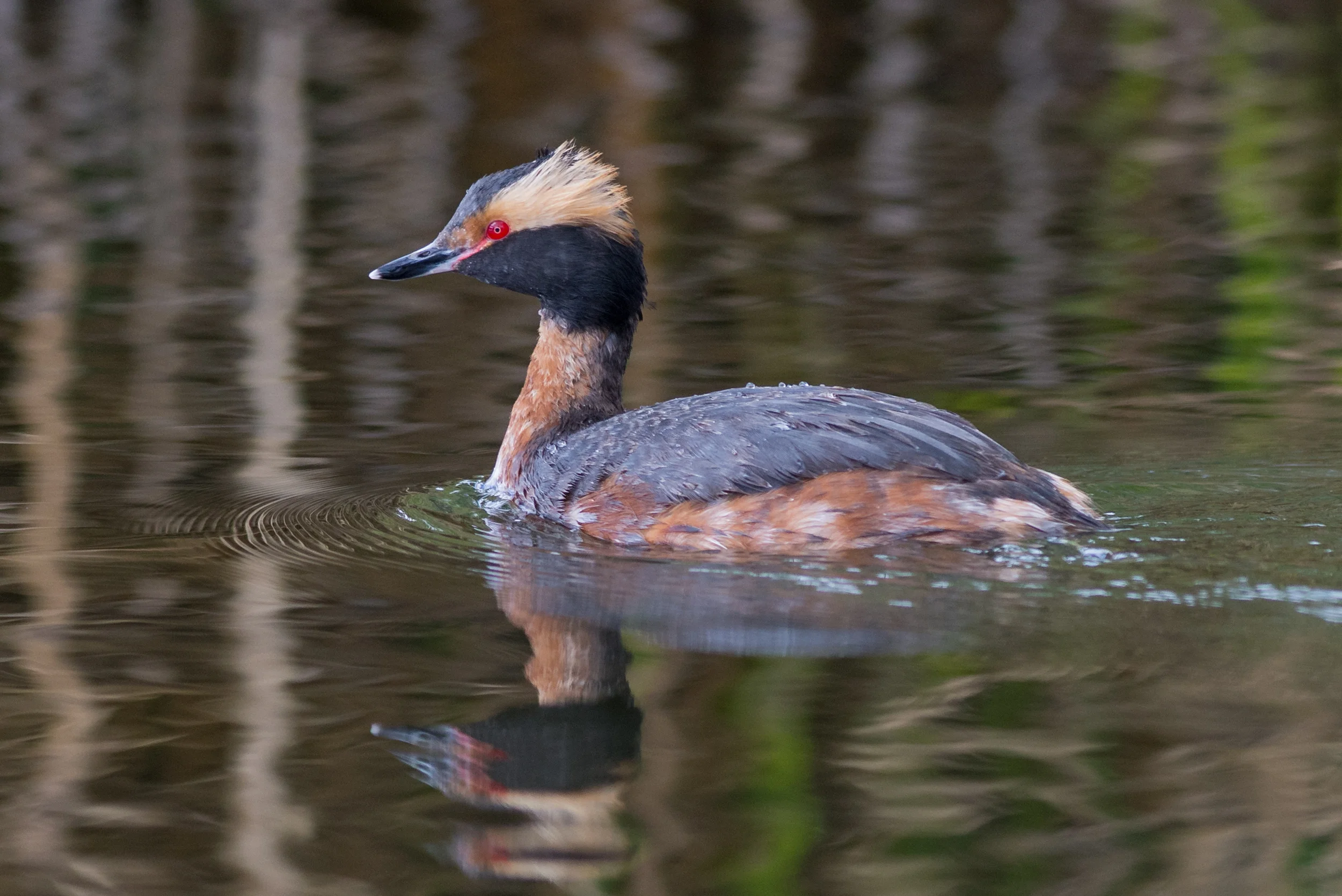 Photo of the Week 33: Horned Grebe (Podiceps auritus) at Paradise Park, WAS (NV) EQ: D7200, 300mm f/2.8 Taken: 4-28-2016 at 9:16 Settings: 450mm (35mm eqiv), 1/1000s, f/4.0, ISO320, +1/3EV Conditions: Sunny