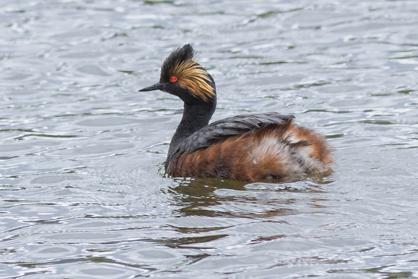 Eared Grebe (Podiceps nigricollis) at Diamond Creek Pond, WAS (NV) EQ: D7200, 300mm f/2.8 Taken: 4-30-2016 at 12:23 Settings: 450mm (35mm eqiv), 1/1000s, f/5.6, ISO320, +1/3EV Conditions: Sunny