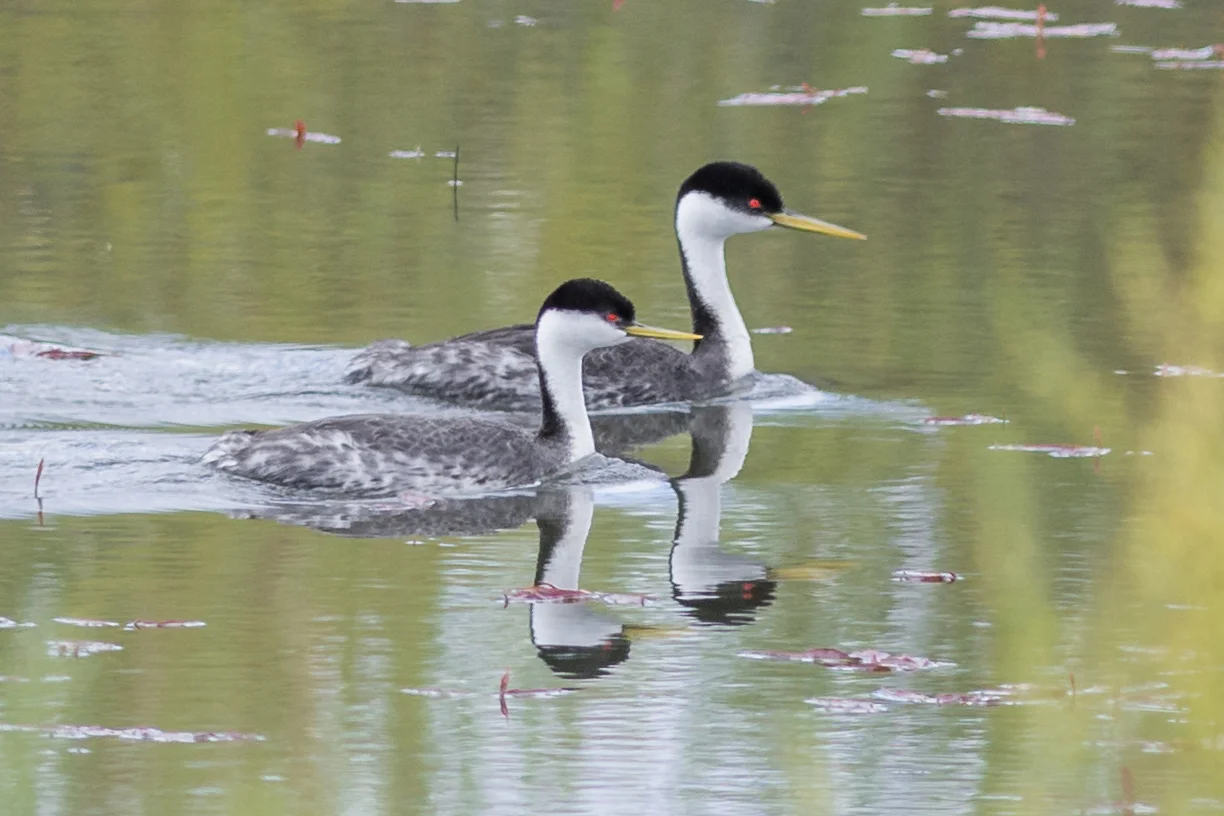 Western Grebe (Aechmophorus occidentalis) at Little Washoe Lake, WAS (NV) EQ: D7200, 300mm f/2.8 Taken: 4-27-2016 at 11:59 Settings: 450mm (35mm eqiv), 1/1250s, f/3.5, ISO320, +1/3EV Conditions: Sunny