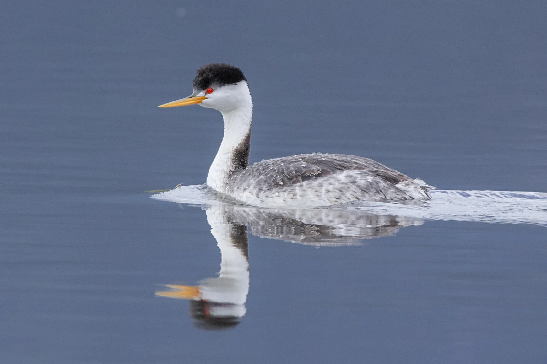 Clark's Grebe (Aechmophorus clarkii) at Little Washoe Lake, WAS (NV) EQ: D7200, 300mm f/2.8 Taken: 4-27-2016 at 10:51 Settings: 450mm (35mm eqiv), 1/1250s, f/4.5, ISO320, +1/3EV Conditions: Sunny