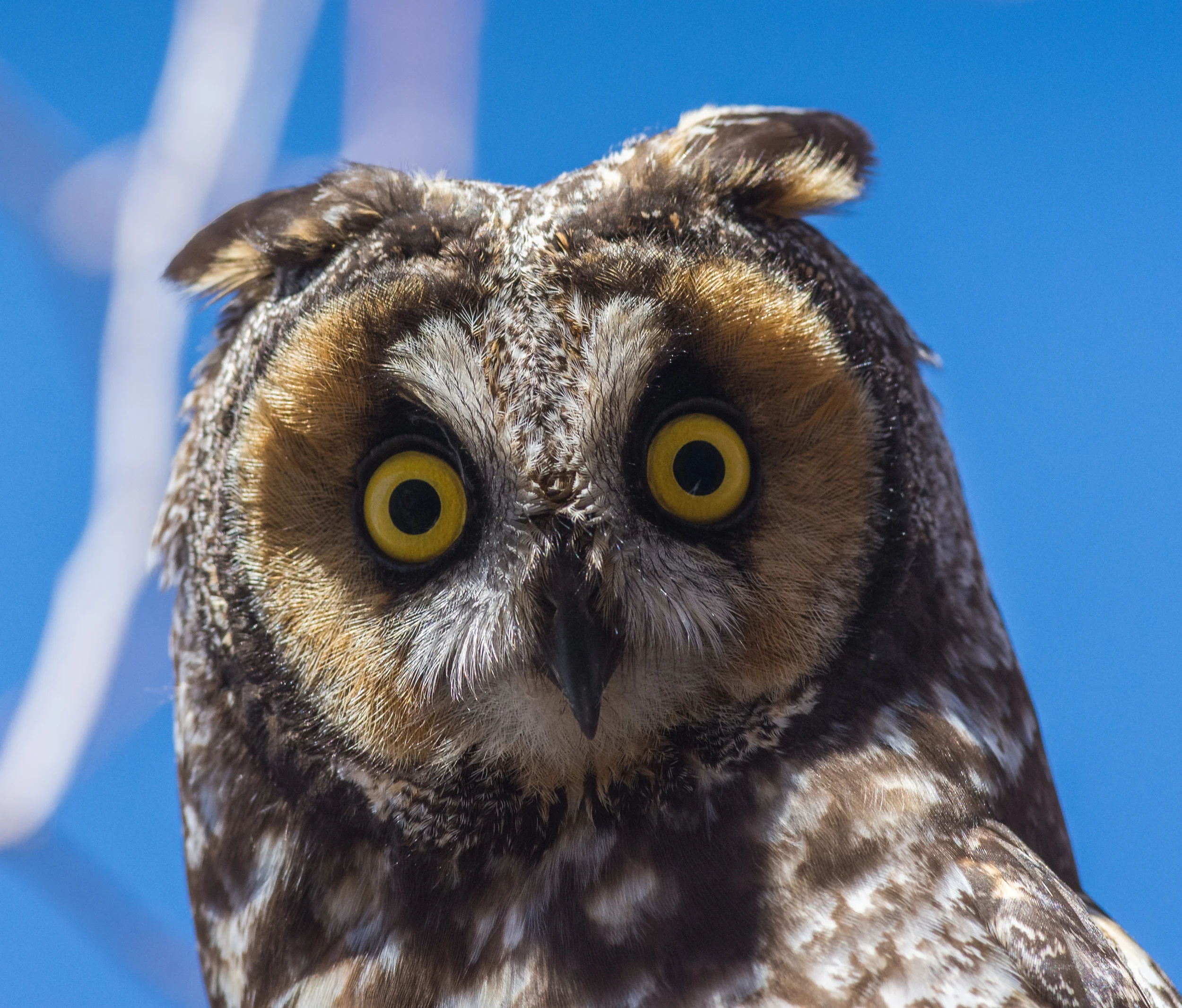 Photo of the Week 34: Long-eared Owl (Asio otus) at Washoe SP, WAS (NV) EQ: D7200, 300mm f/2.8 Taken: 2-15-2016 at 13:43 Settings: 450mm (35mm eqiv), 1/1250s, f/5.6, ISO640, +1/3EV Conditions: Sunny
