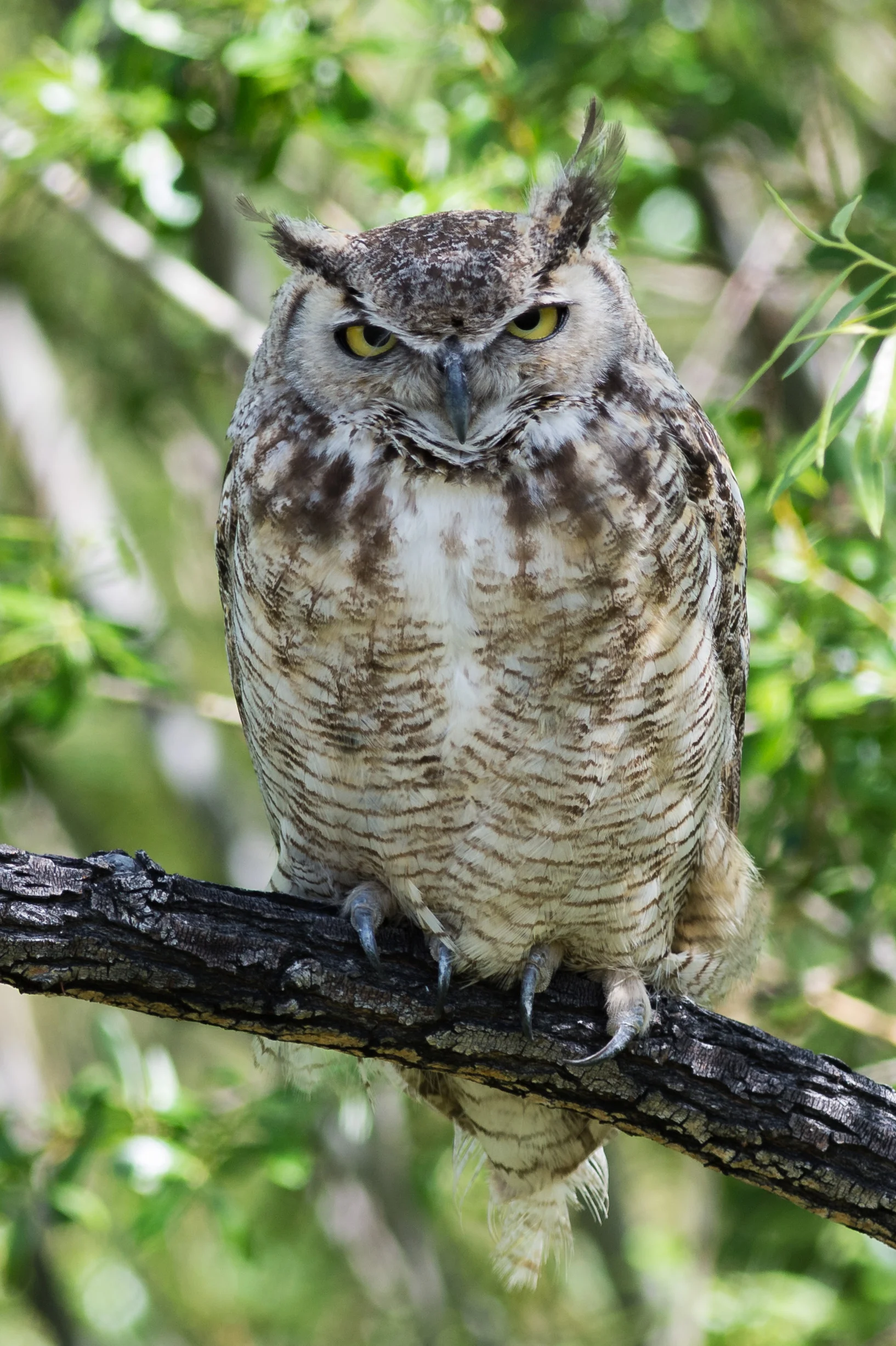 Great Horned Owl (Bubo virginianus) at Washoe SP, WAS (NV) EQ: D7200, 300mm f/2.8 Taken: 5-12-2016 at 10:58 Settings: 450mm (35mm eqiv), 1/640s, f/3.5, ISO320, +1/3EV Conditions: Sunny