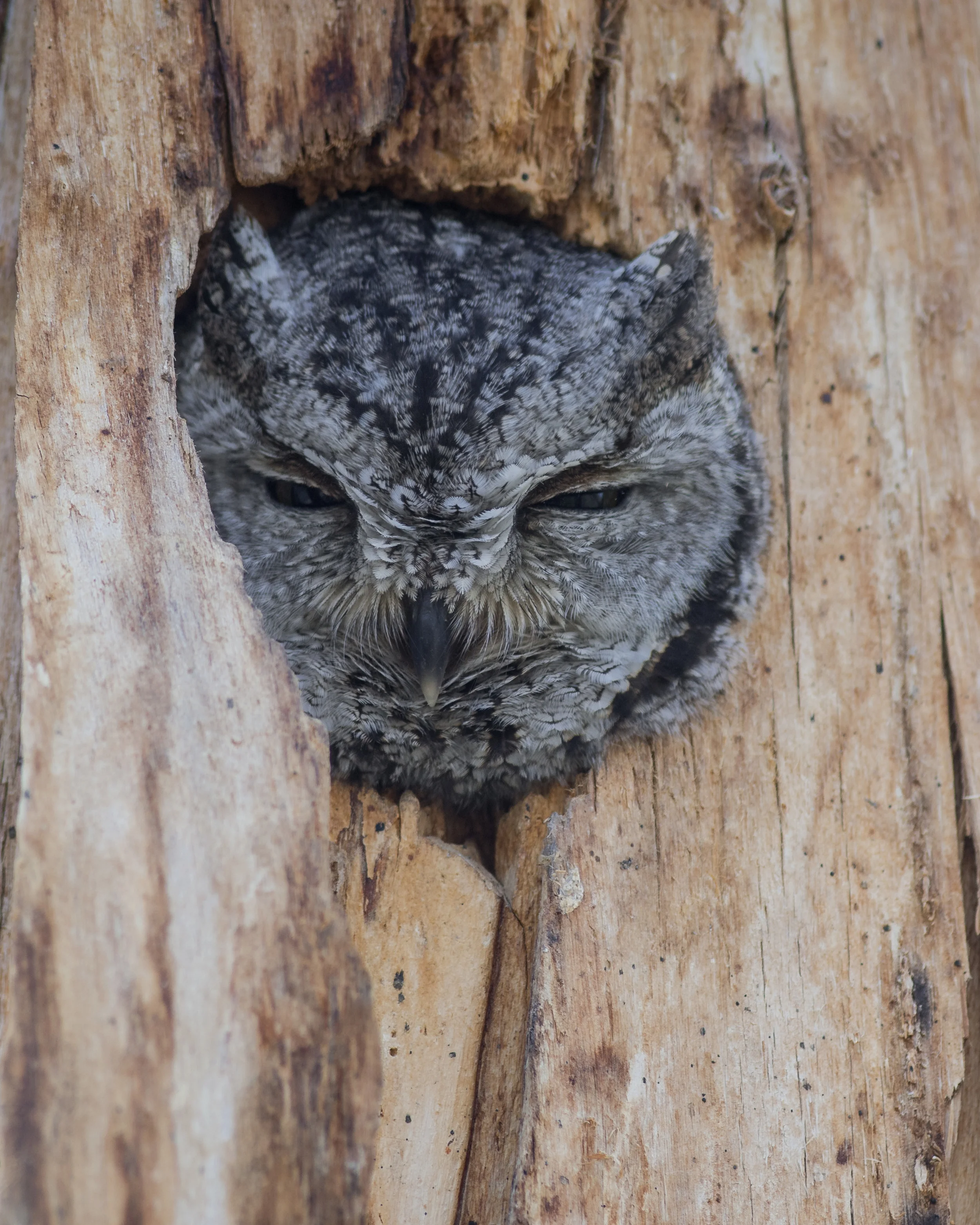 Western Screech Owl (Megascops kennicottii) at Washoe SP, WAS (NV) EQ: D7200, 300mm f/2.8 Taken: 2-15-2016 at 14:21 Settings: 450mm (35mm eqiv), 1/250s, f/4.0, ISO400, +1/3EV Conditions: Sunny