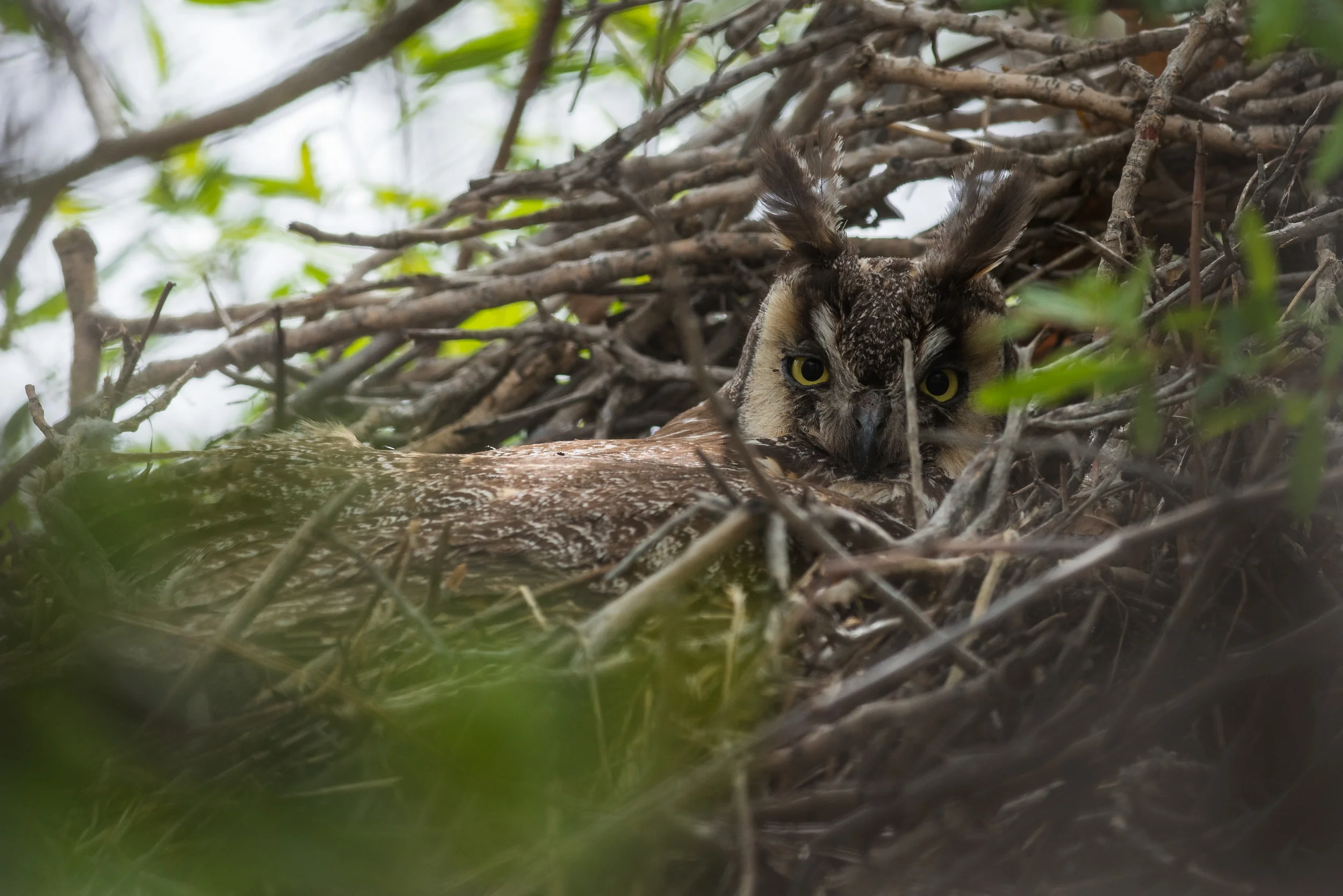  Long-eared Owl (Asio otus) at Washoe SP, WAS (NV) EQ: D7200, 300mm f/2.8 Taken: 5-4-2016 at 11:09 Settings: 450mm (35mm eqiv), 1/640s, f/5.6, ISO320, +1/3EV Conditions: Sunny