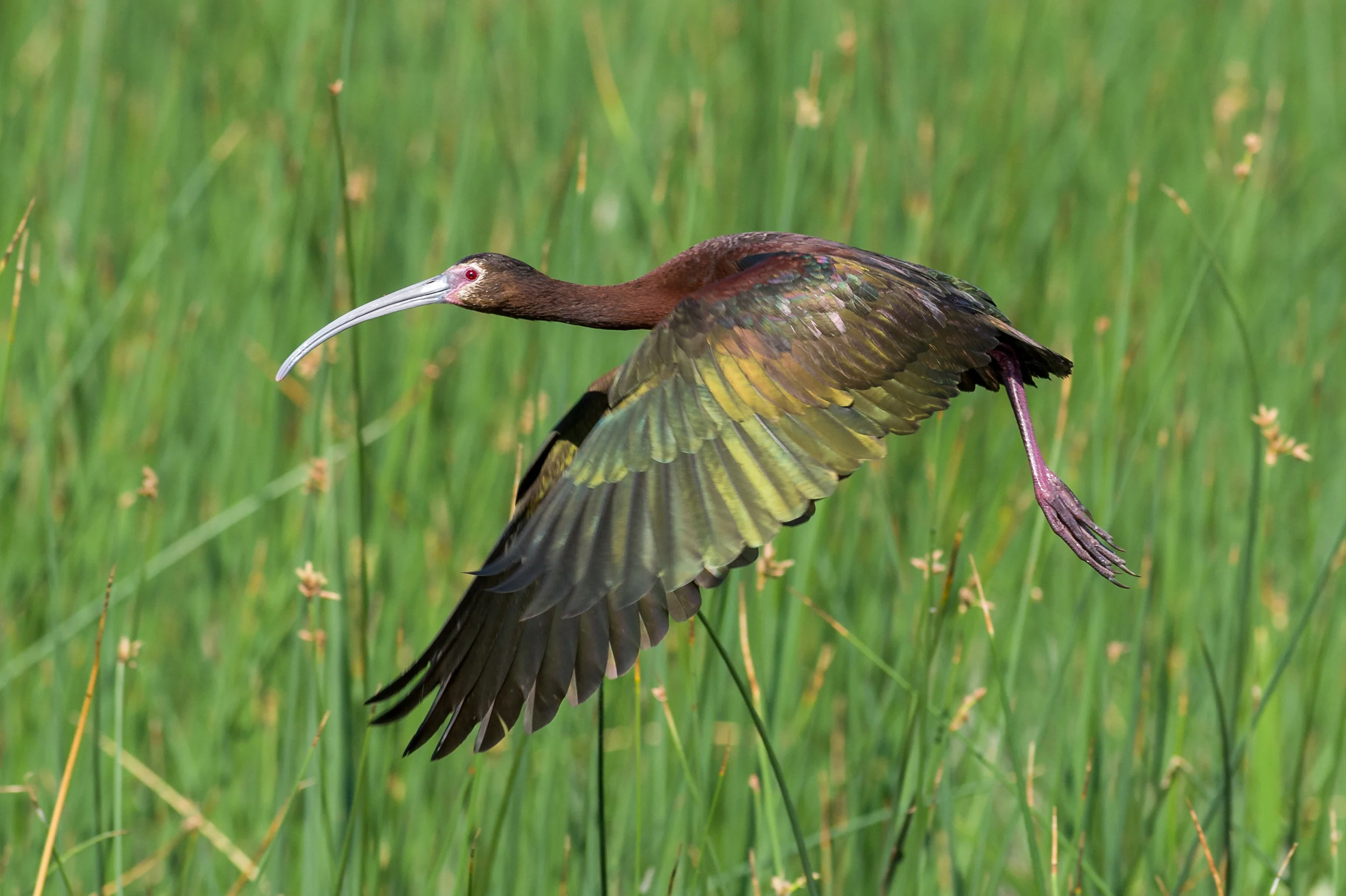 White-faced Ibis (Plegadis chihi) Ruby Lake NWR, WHI (NV)