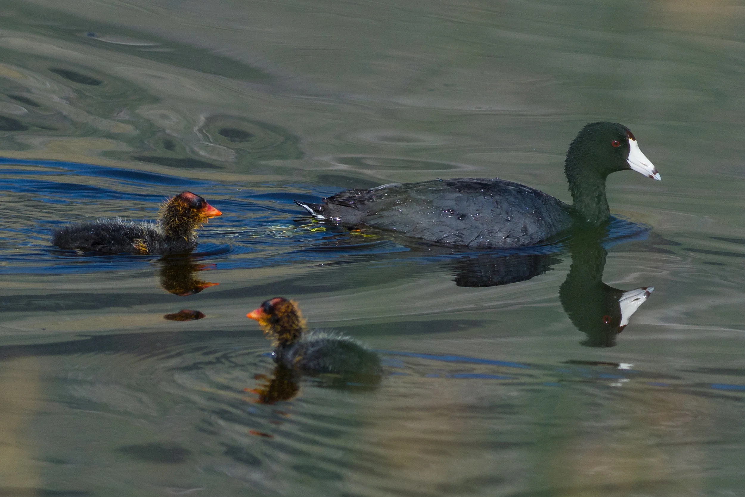American Coot (Fulica americana) Ruby Lake NWR, WHI (NV)