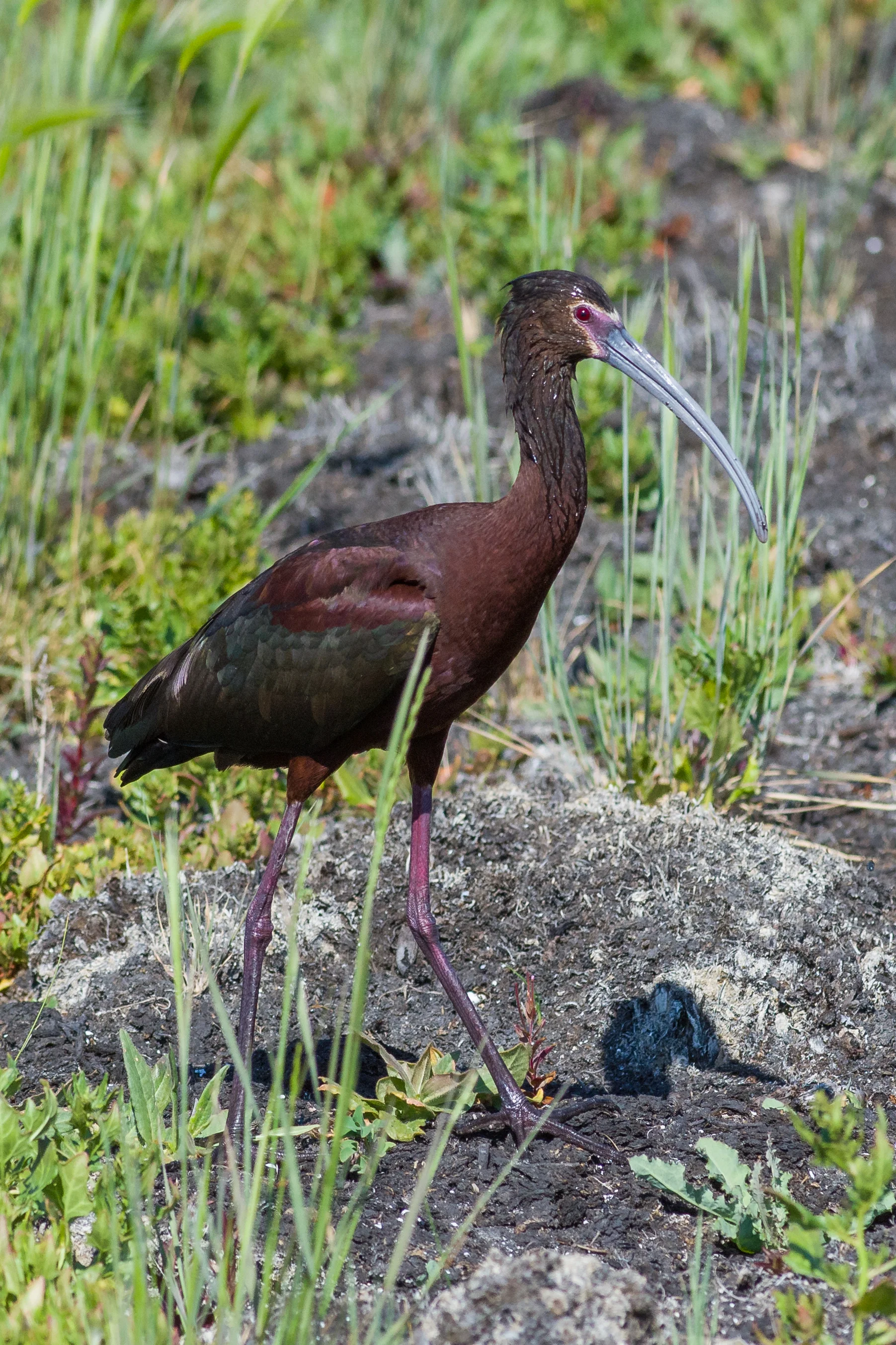 White-faced Ibis (Plegadis chihi) Ruby Lake NWR, WHI (NV)