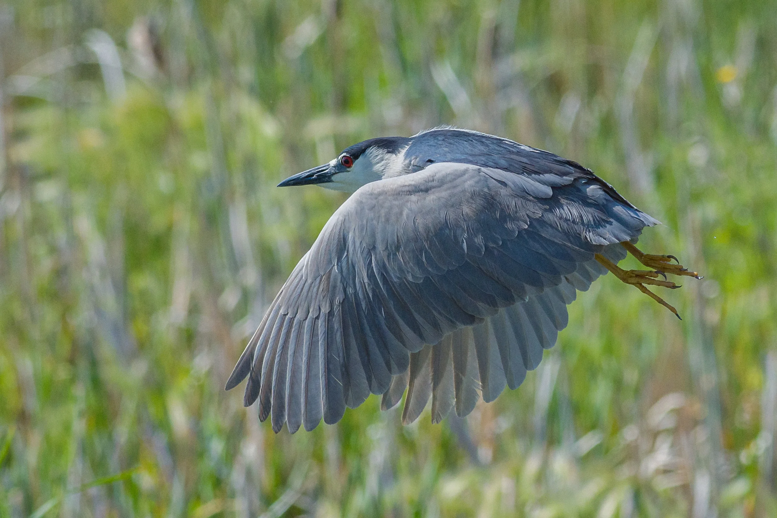 Black-crowned Night Heron (Nycticorax nycticorax) Ruby Lake NWR, WHI (NV)