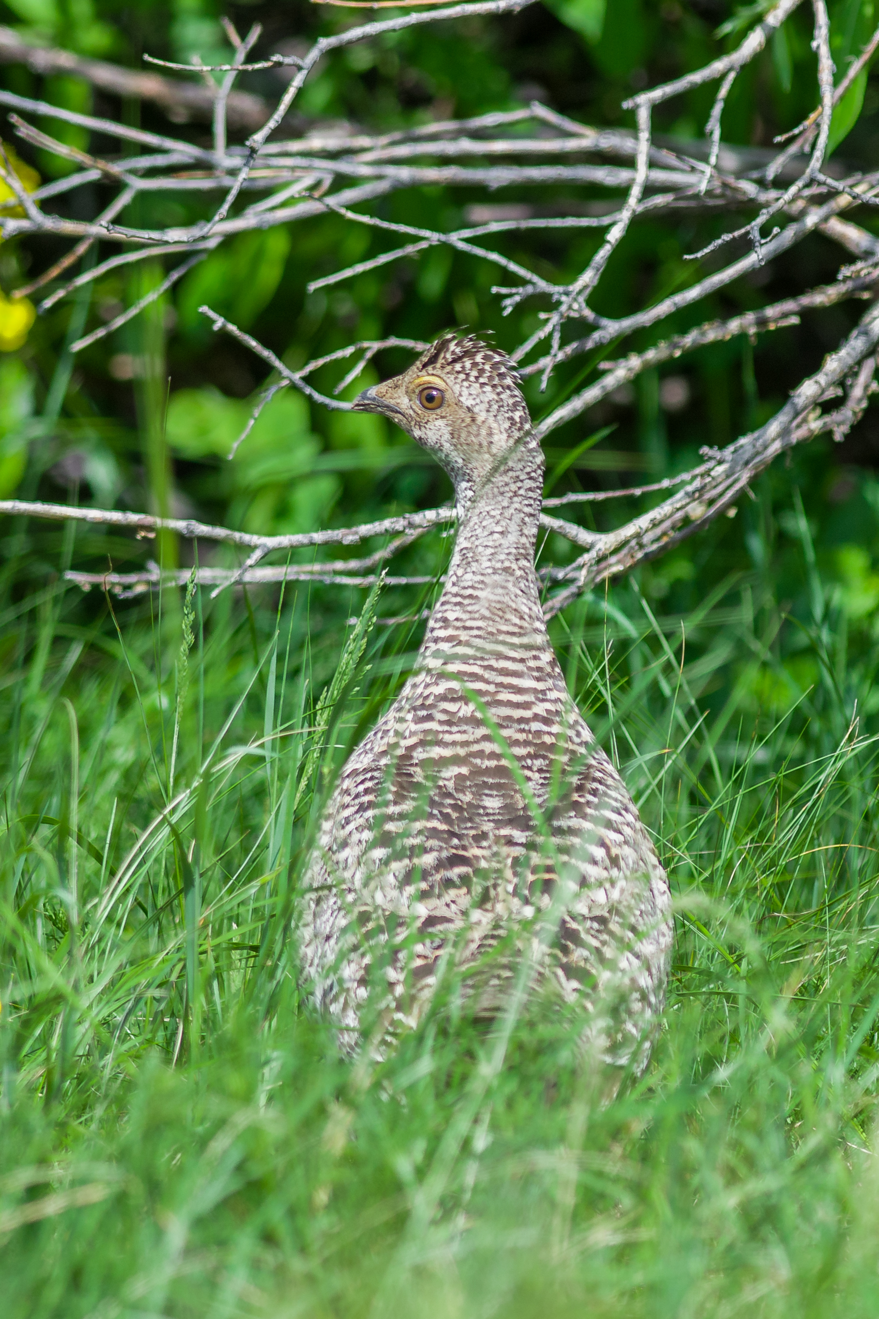 Dusky Grouse (Dendragapus obscurus) Lamoille Canyon, ELK (NV)
