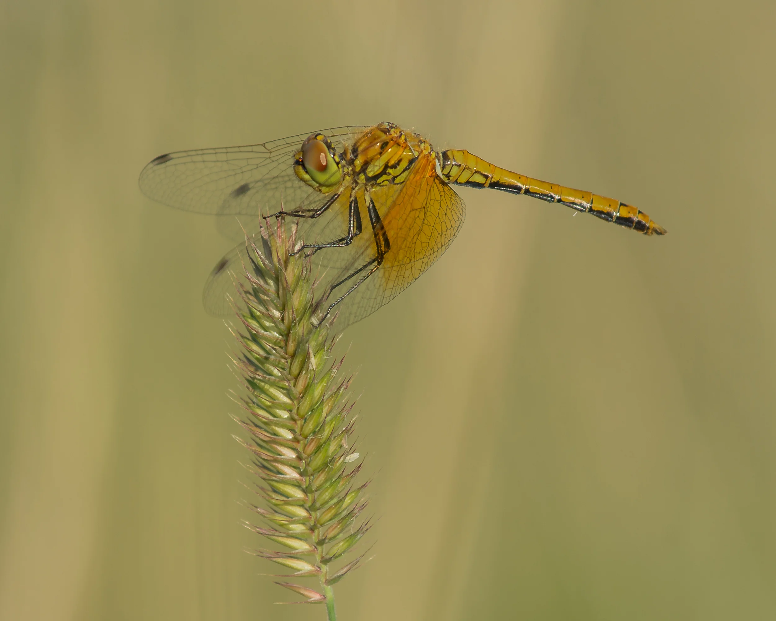 Band-winged Meadowhawk (Sympetrum semicinctum) South Ruby Campground, ELK (NV)