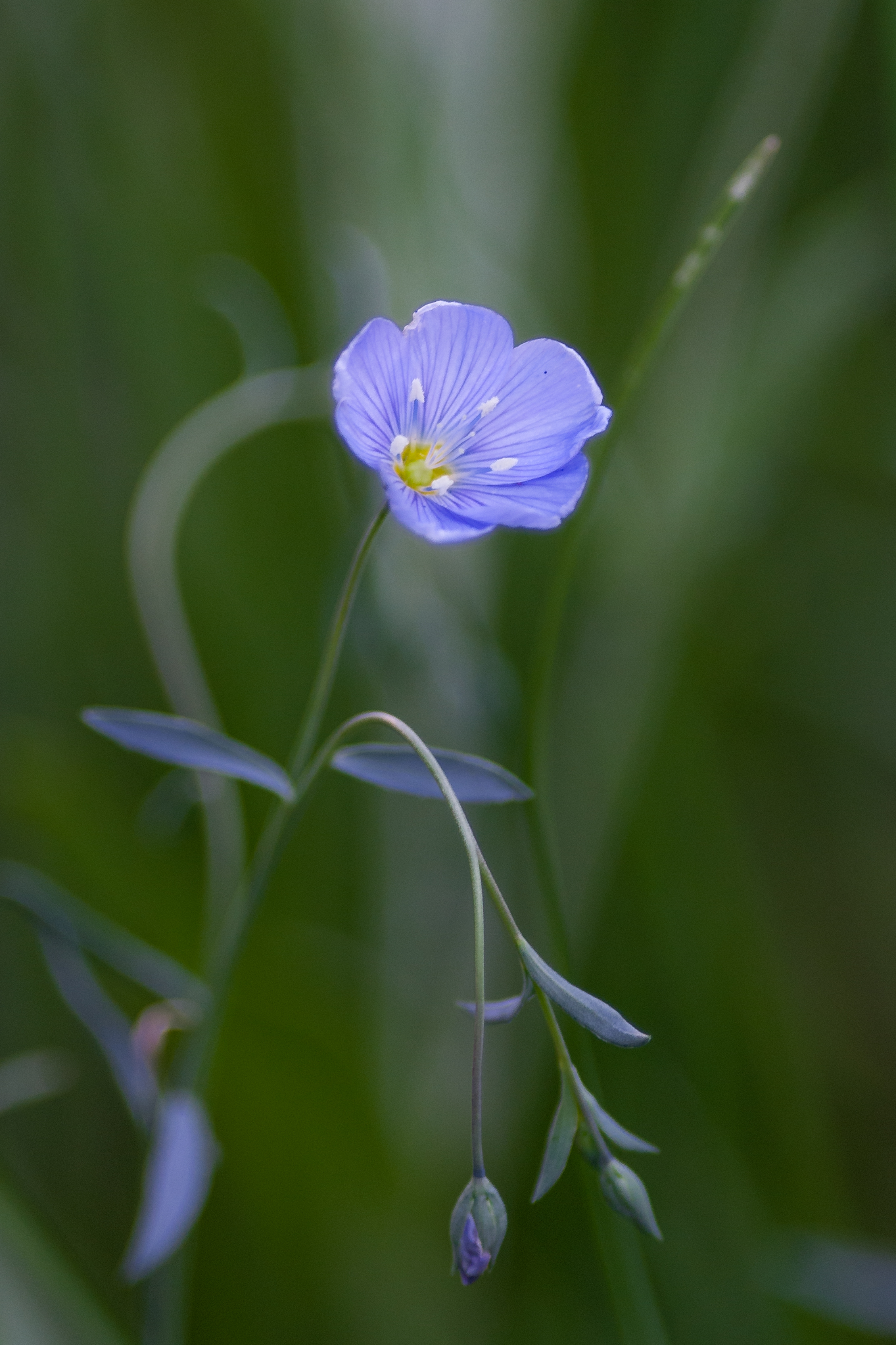 Flax (Linum usitatissimum) Thomas Canyon Trail, ELK (NV)
