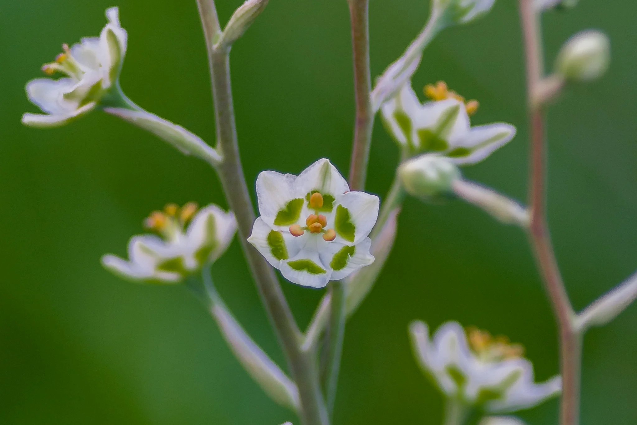 White Camas (Zigadenus elegans) Thomas Canyon Trail, ELK (NV)