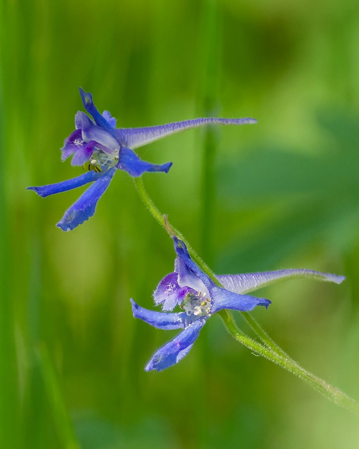 Upland Larkspur ((Delphinium nuttallianum) Thomas Canyon Trail, ELK (NV)