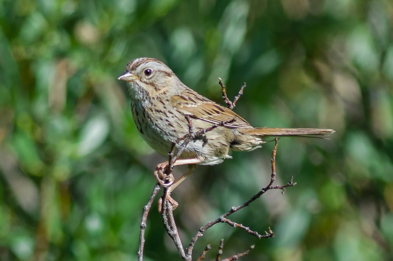 Lincoln's Sparrow (Melospiza lincolnii) Trail to Lamoille Lake, ELK (NV)