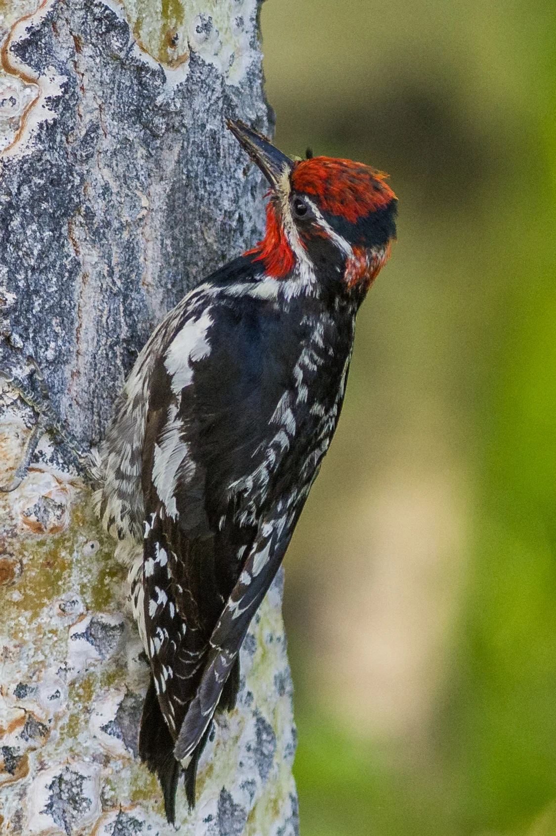 Red-naped Sapsucker (Sphyrapicus nuchalis) Lamoille Canyon, ELK (NV)