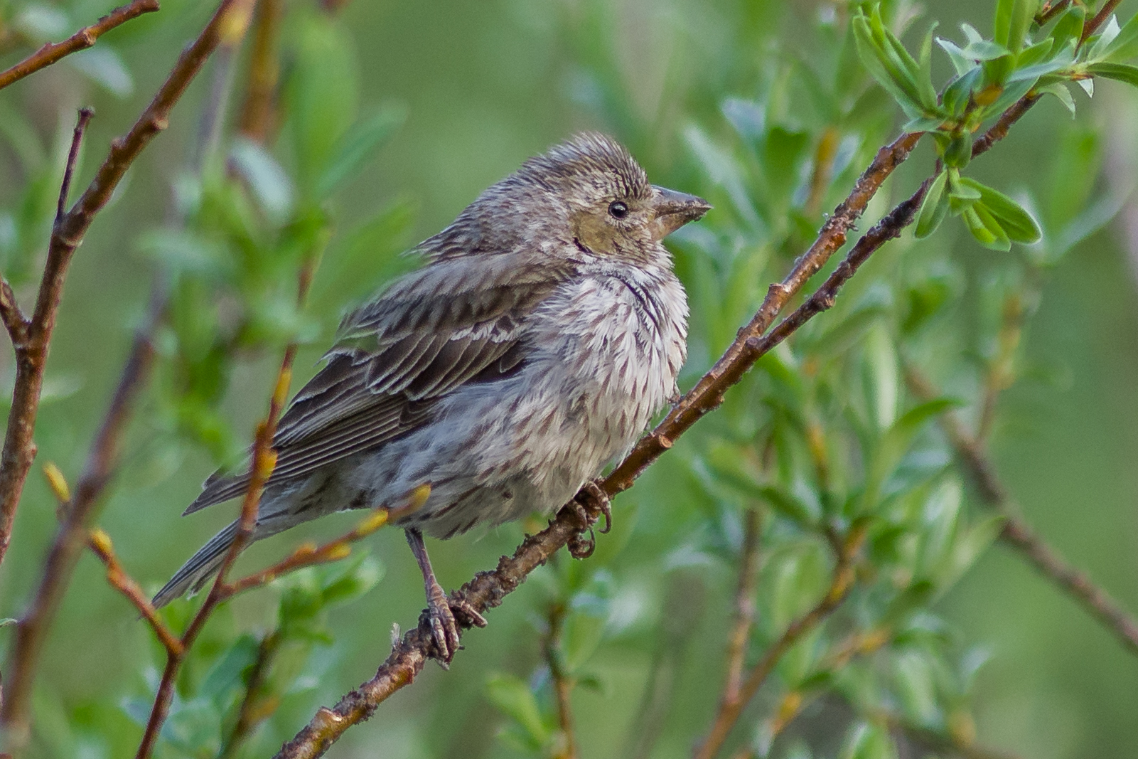Cassin's Finch (Haemorhous cassinii) Trail to Lamoille Lake, ELK (NV)