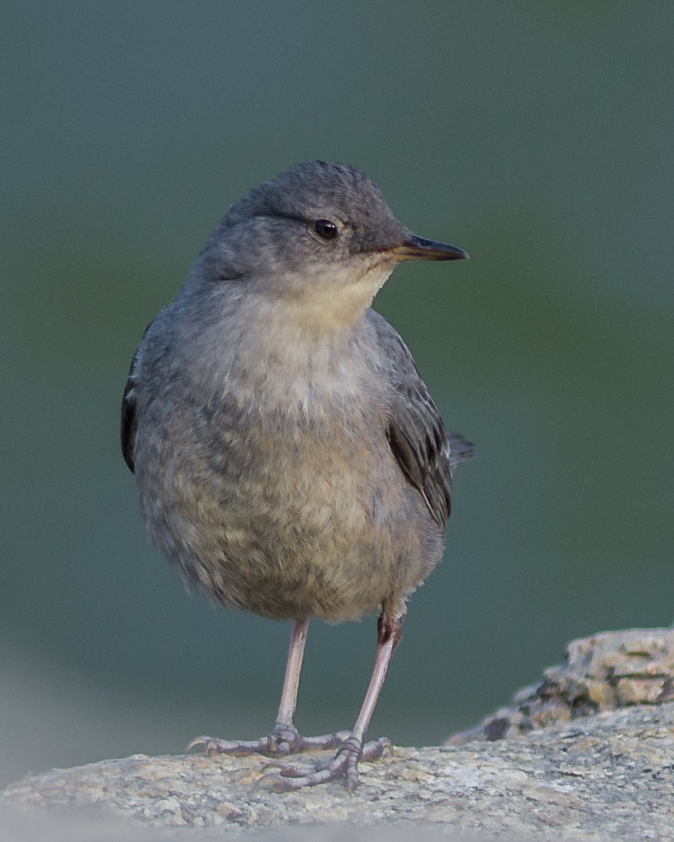 American Dipper, immature (Cinclus mexicanus) Lamoille Lake, ELK (NV)