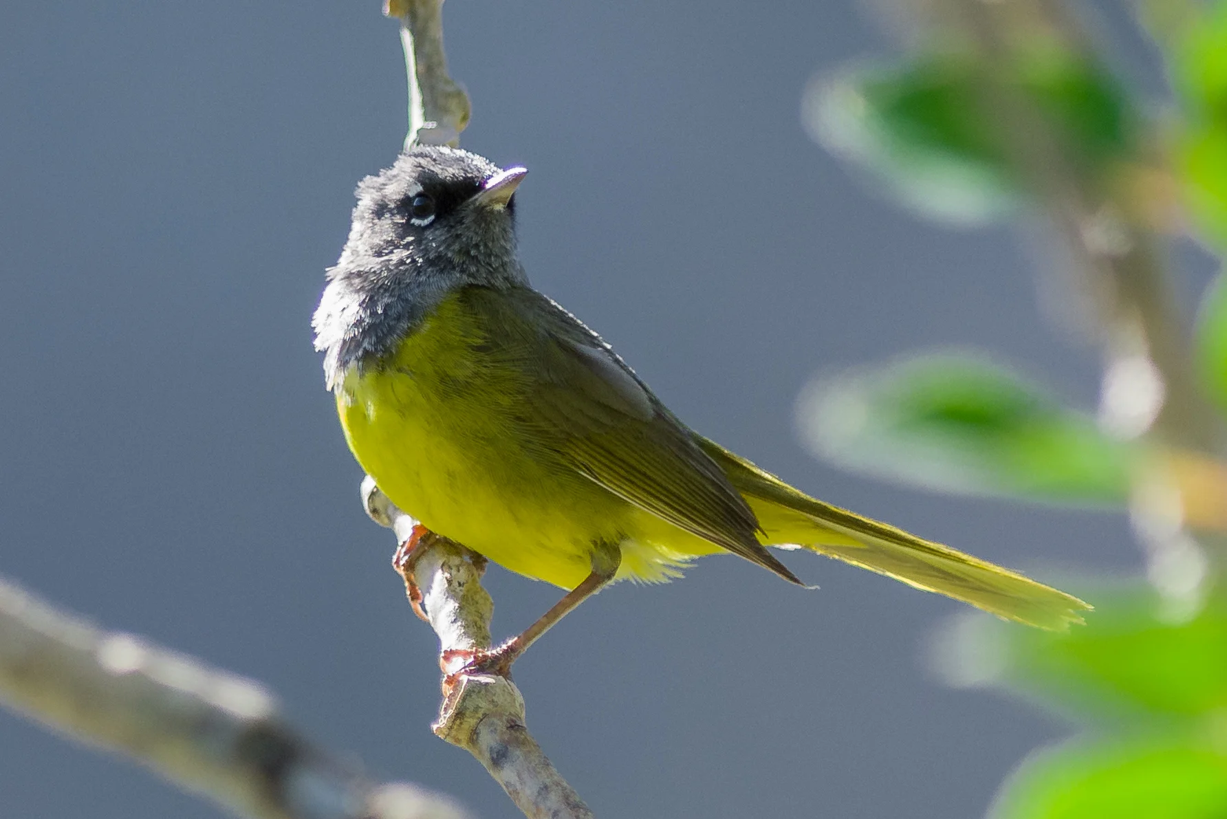 MacGillivray's Warbler (Geothlypis tolmiei) Trail to Lamoille Lake, ELK (NV)