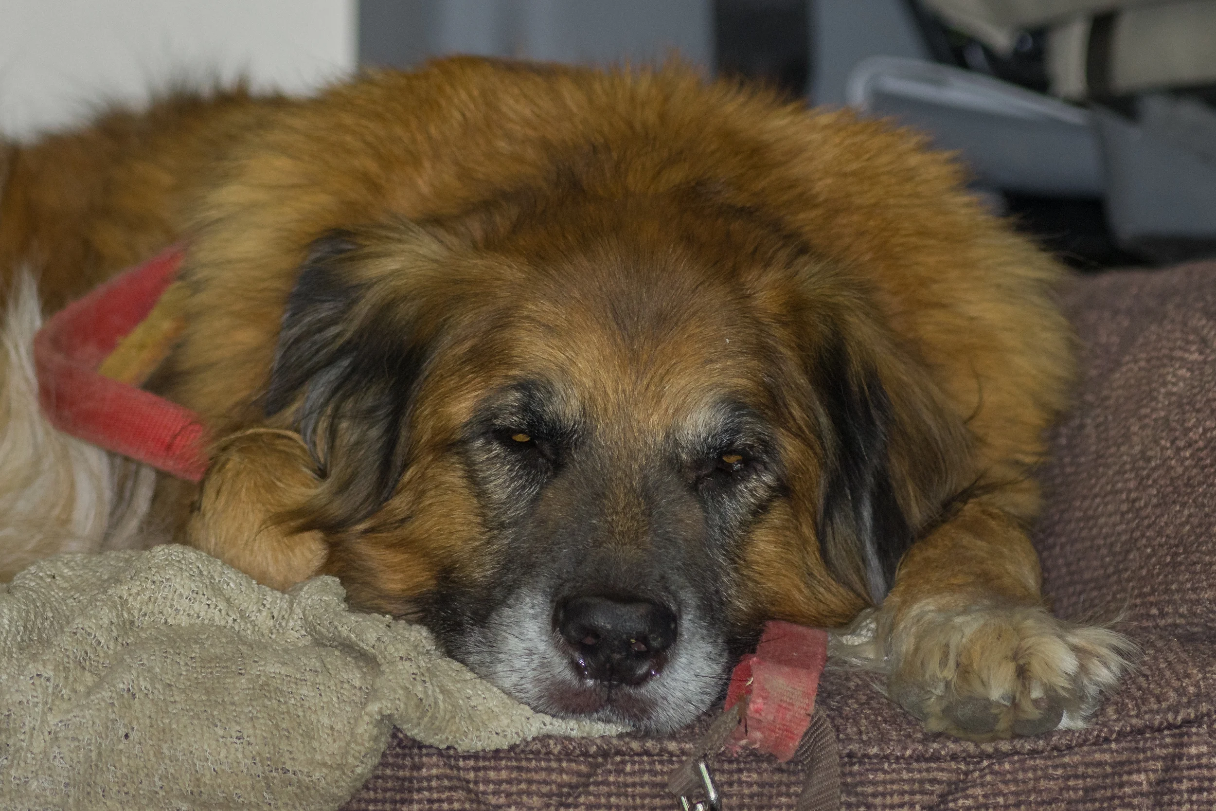 Let the Sleeping Kodi Be