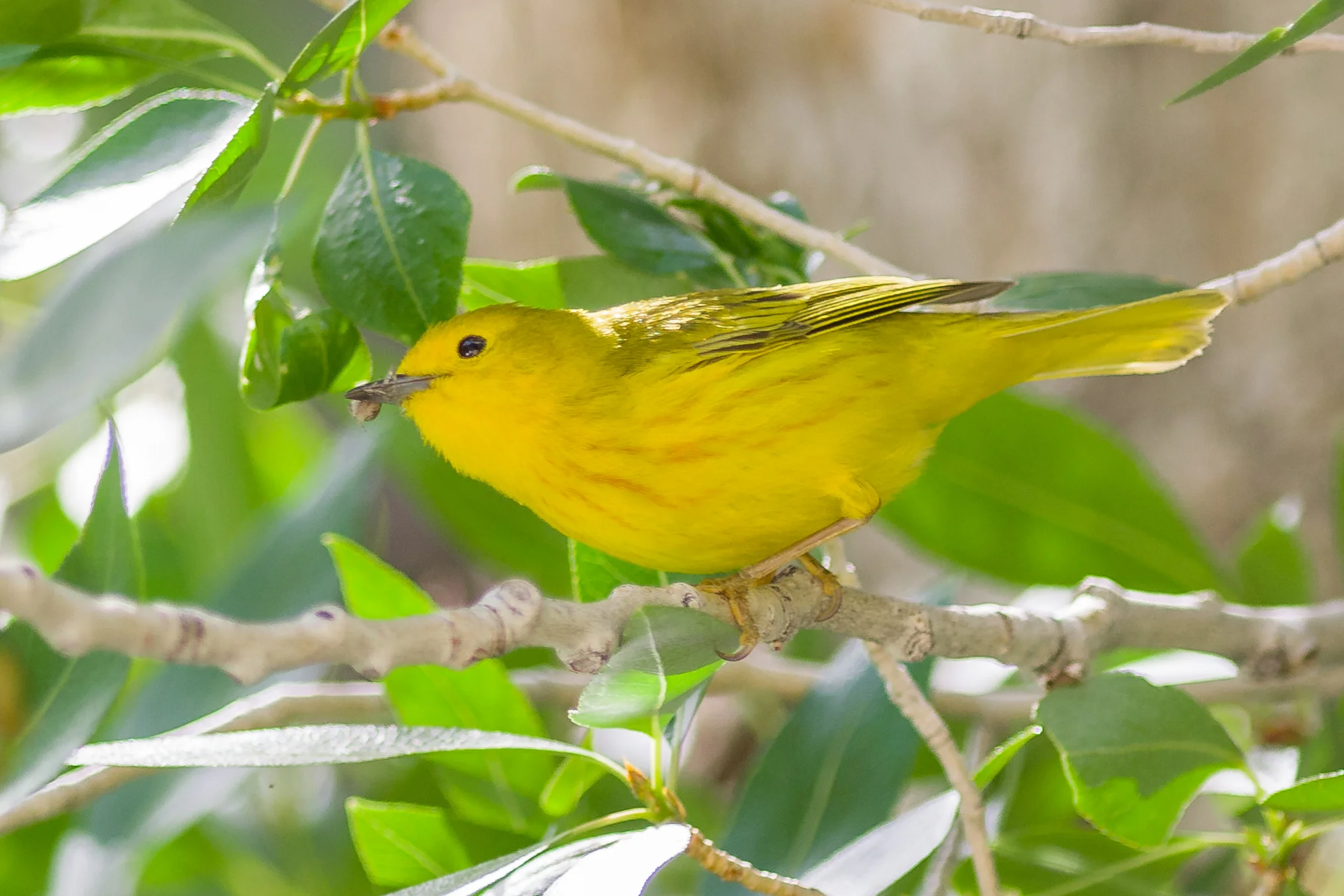 Yellow Warbler (Setophaga petechia) Thomas Canyon CG, ELK (NV)