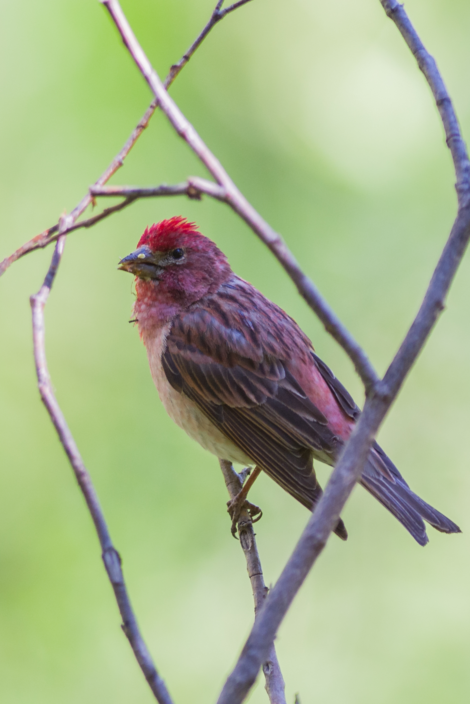 Cassin's Finch (Haemorhous cassinii) Trail to Lamoille Lake, ELK (NV)