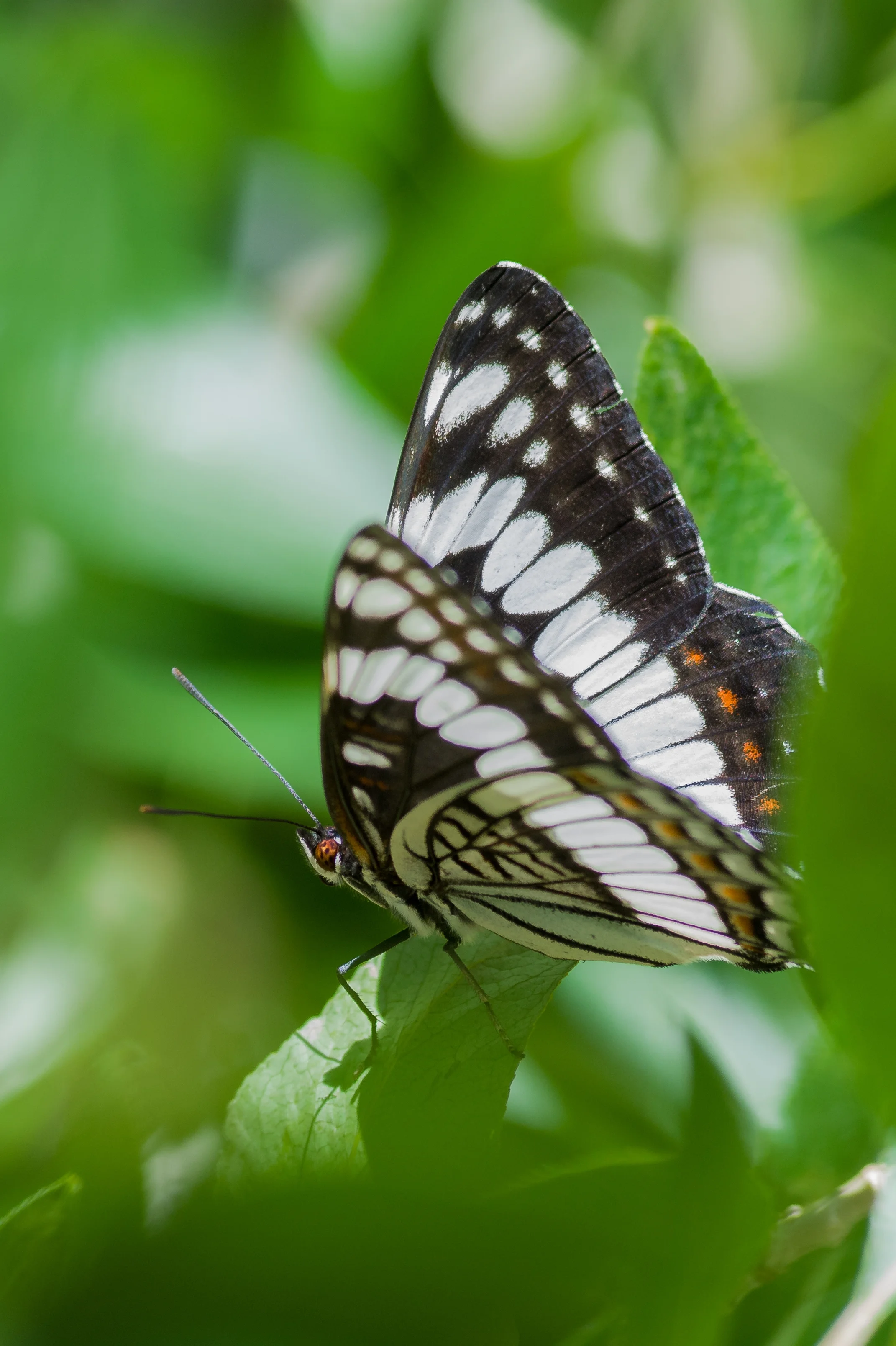 White Admiral (Limenitis arthemis) Thomas Canyon CG, ELK (NV)