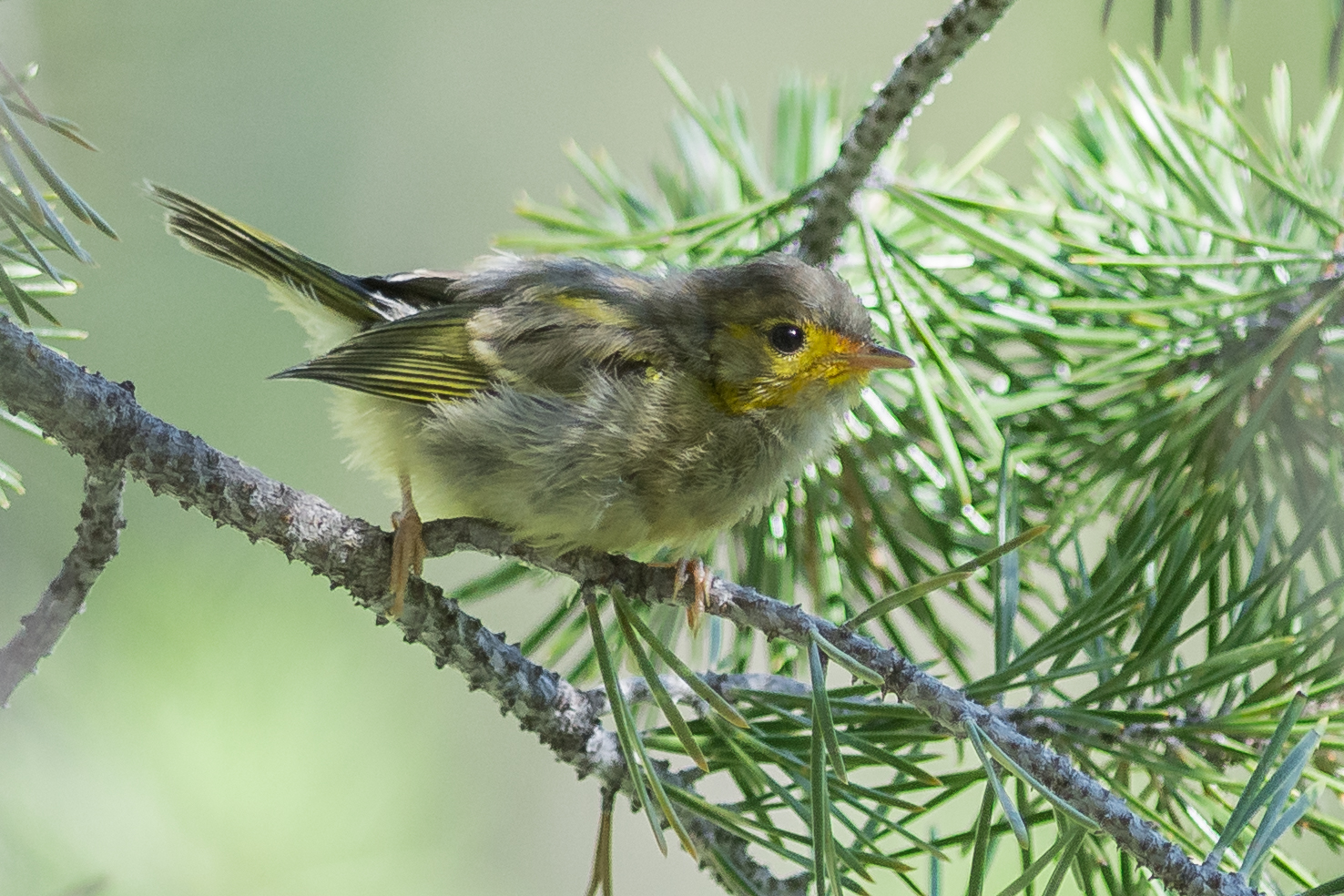 Photo of the Week 36: Wilson's Warbler, juvenile (Cardellina pusilla) Tahoe Meadows, WAS (NV) EQ: D7200, 300mm f/2.8 Taken: 8-2-2016 at 10:06a Settings: 450 mm (35mm eqiv), 1/1000s, f/2.8, ISO640, +1/3EV Conditions: Sunny