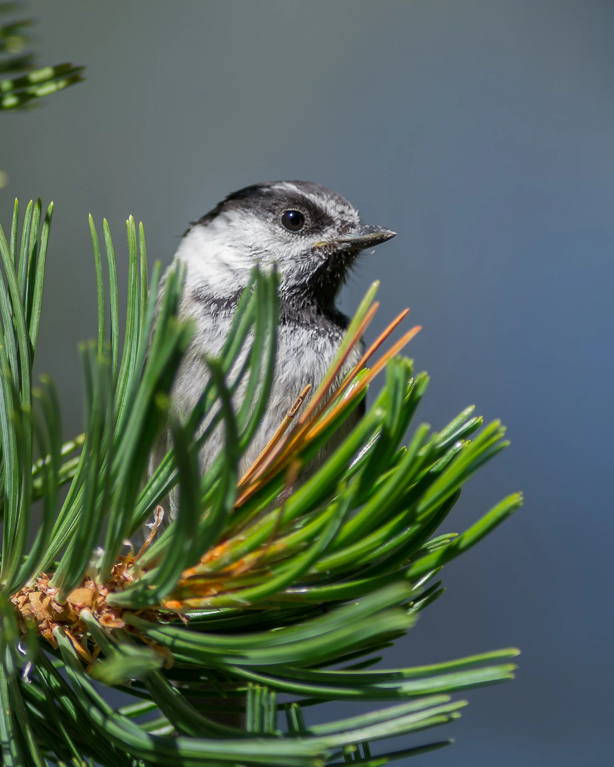 Mountain Chickadee, juvenile (Poecile gambeli)