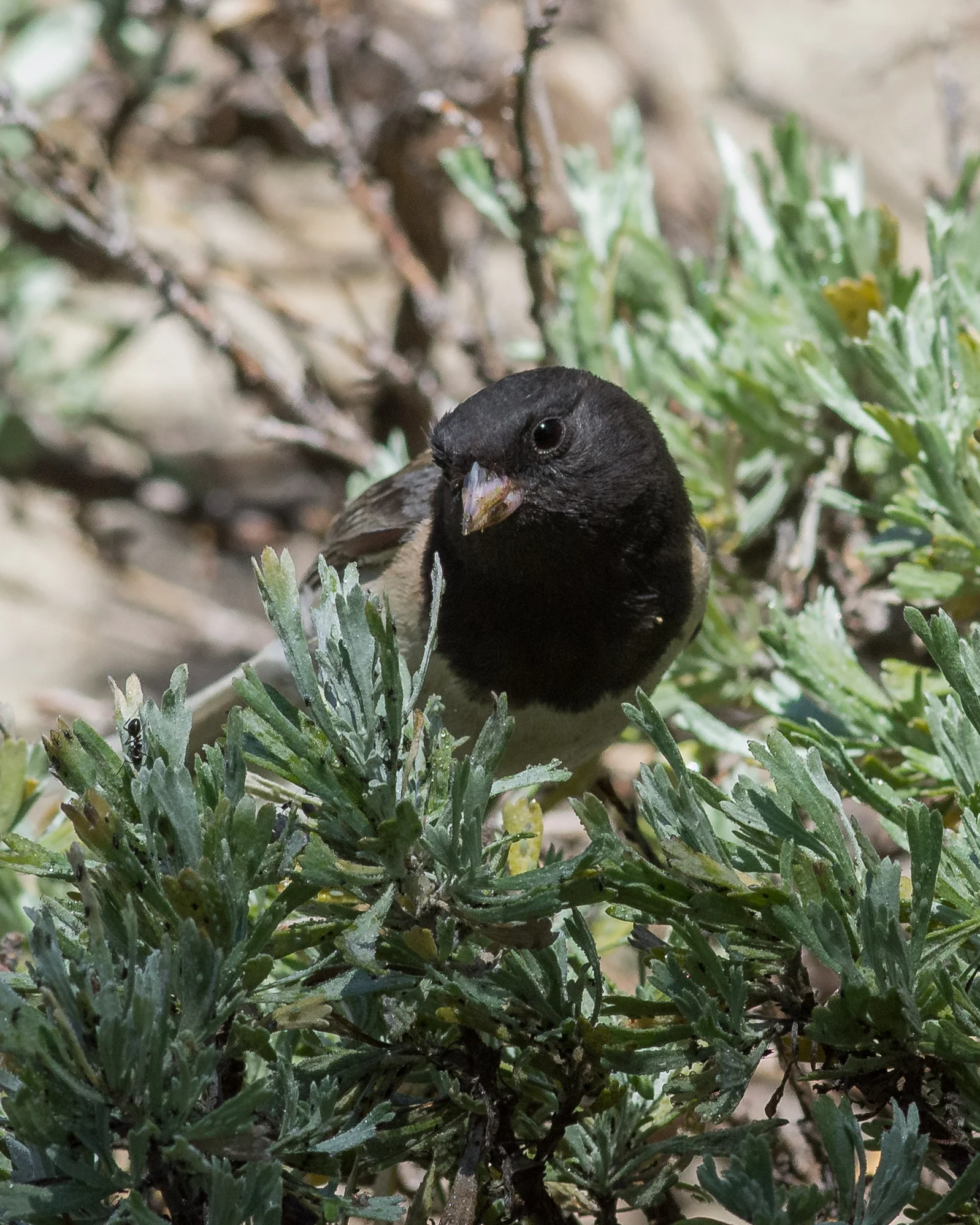 Dark-eyed Junco, oregon (Junco hyemalis oreganus)