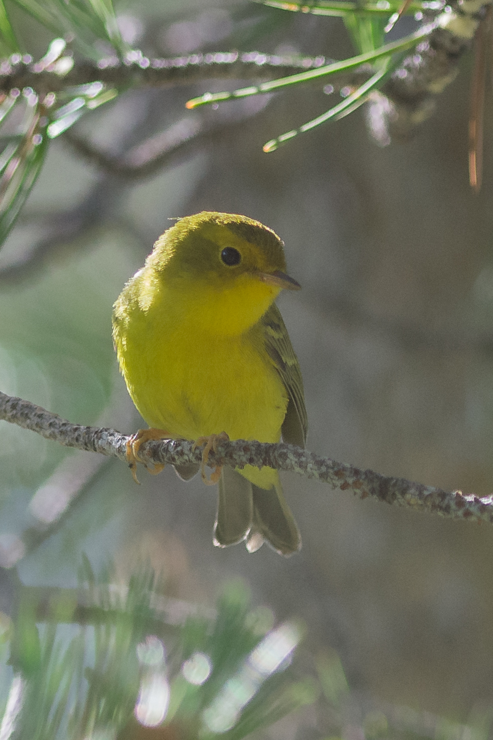 Wilson's Warbler, juvenile (Cardellina pusilla)