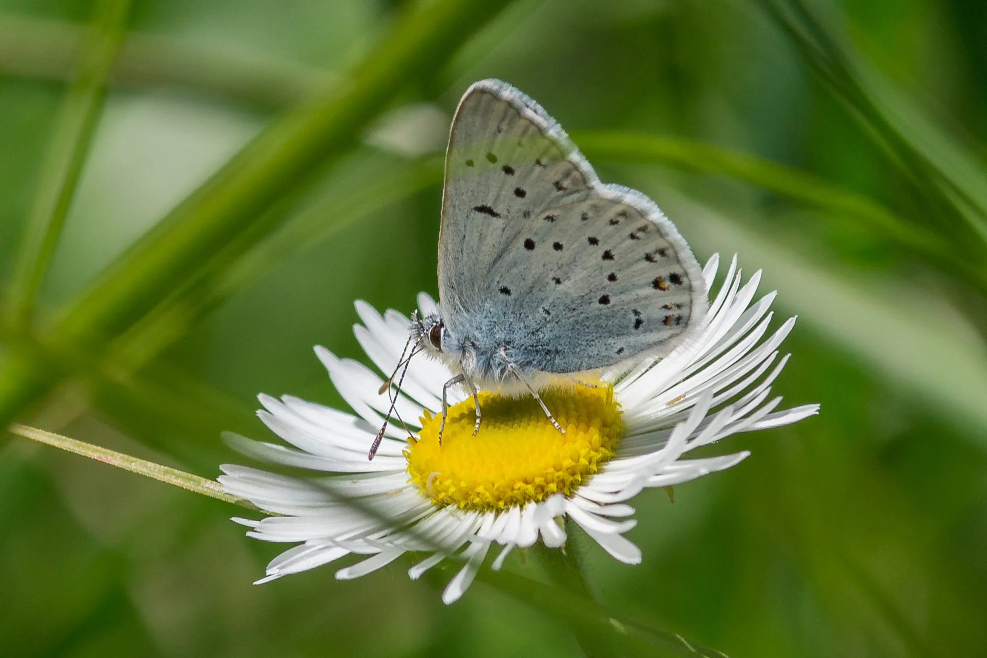 Greenish Blue Butterfly (Plebejus saepiolus) on Oxeye Daisy (Chrysanthemum leucanthemum)
