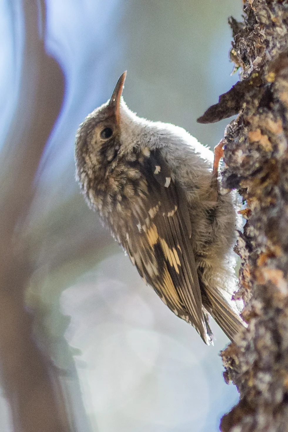 Brown Creeper, juvenile (Certhia americana)