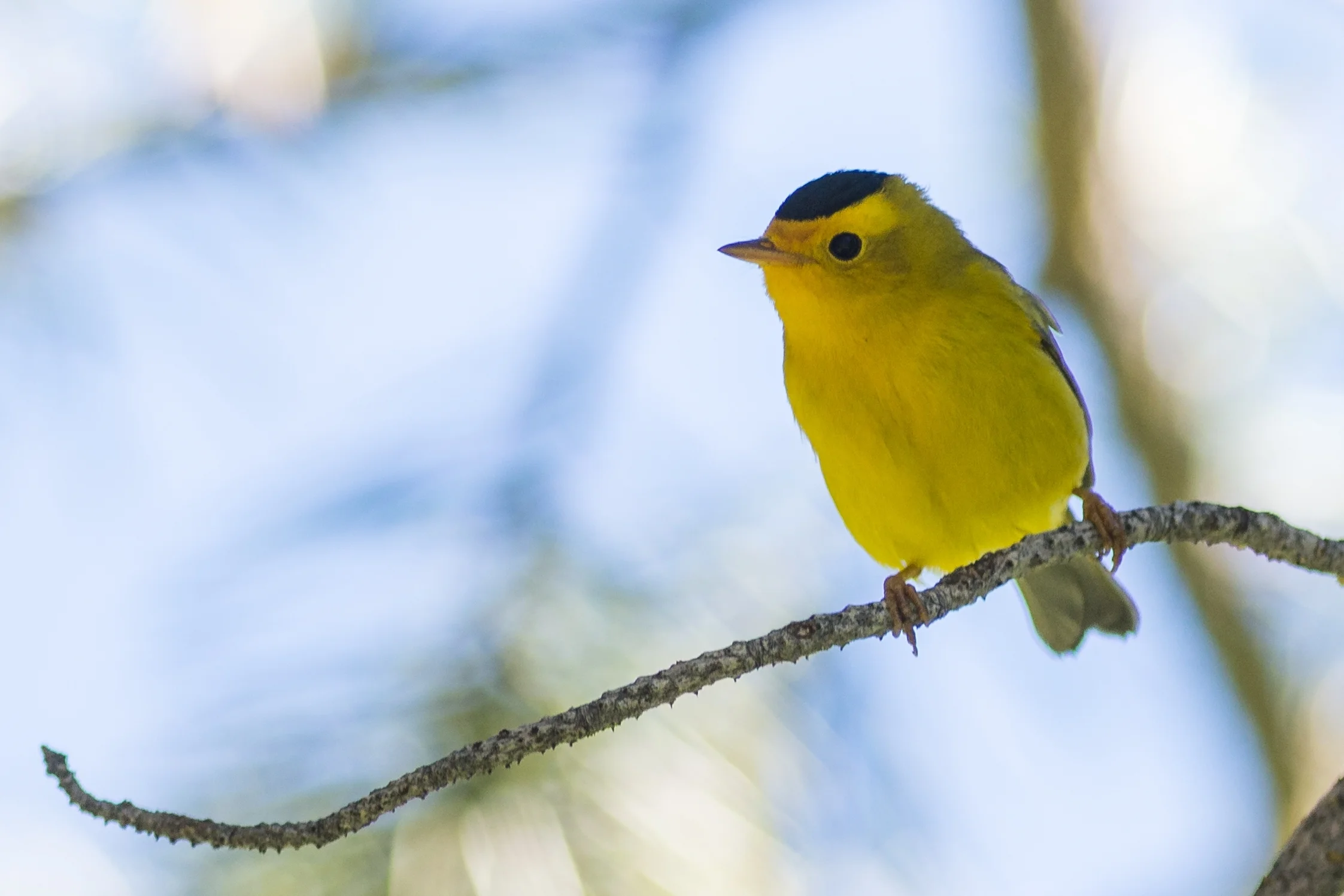 Wilson's Warbler (Cardellina pusilla)