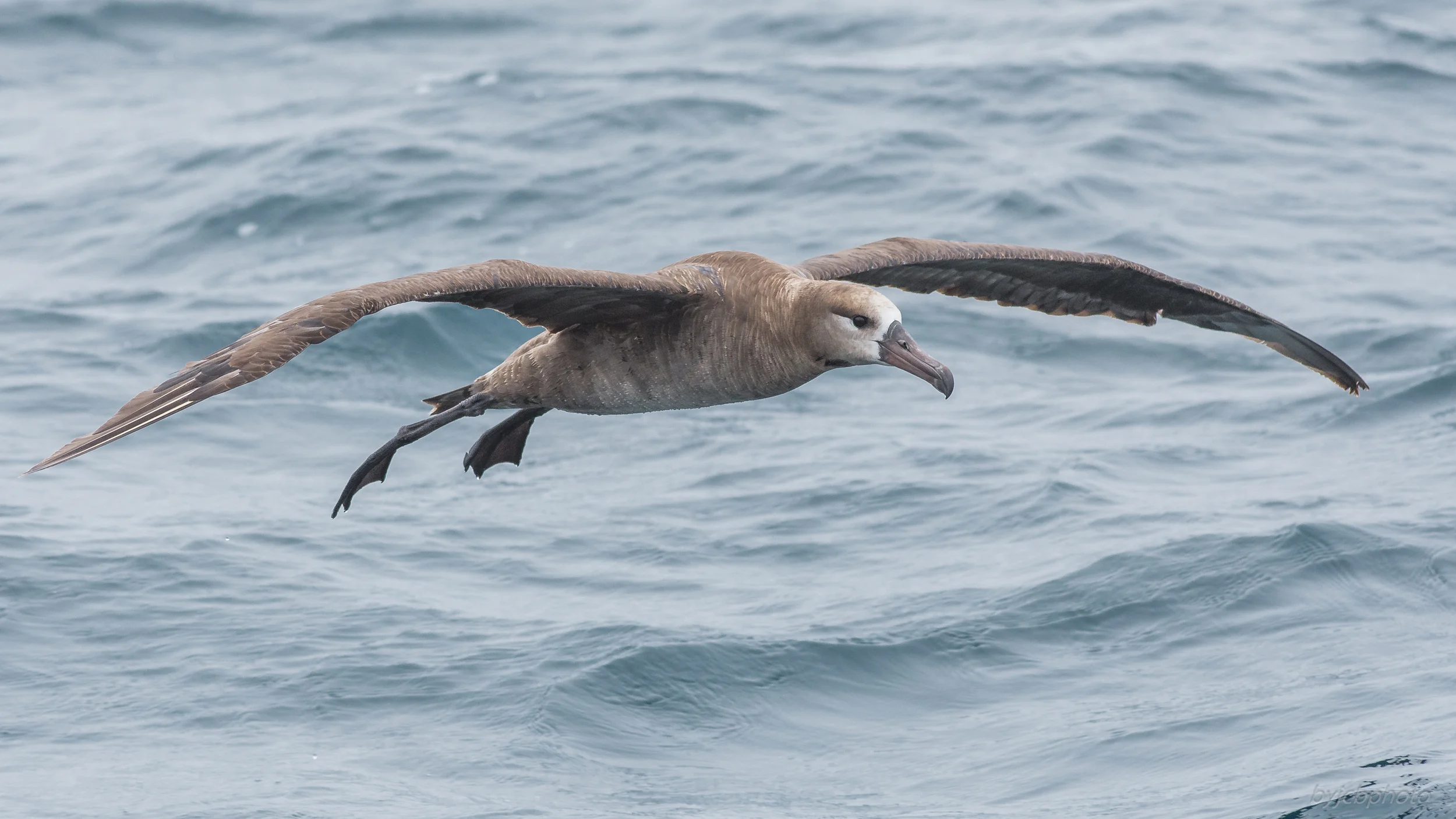 Photo of the Week 37: Black-footed Albatross (Phoebastria nigripes) off the continental shelf EQ: D7200, 300mm f/2.8 Taken: 8-14-2016 at 12:31 Settings: 450 mm (35mm eqiv), 1/1600s, f/5.6, ISO450, +1/3EV Conditions: Fog