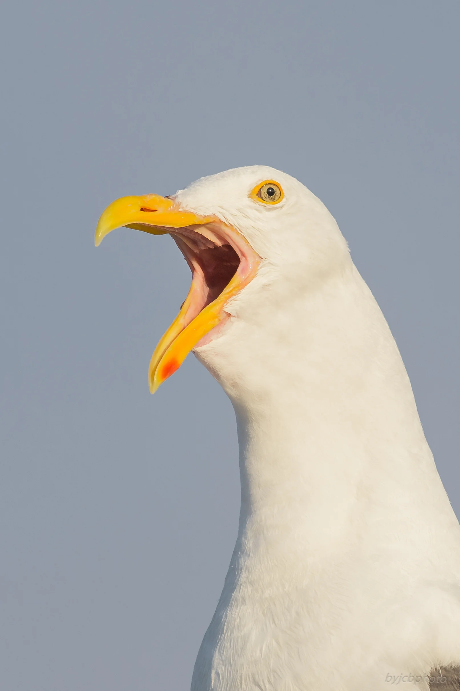 Western Gull (Larus occidentalis)