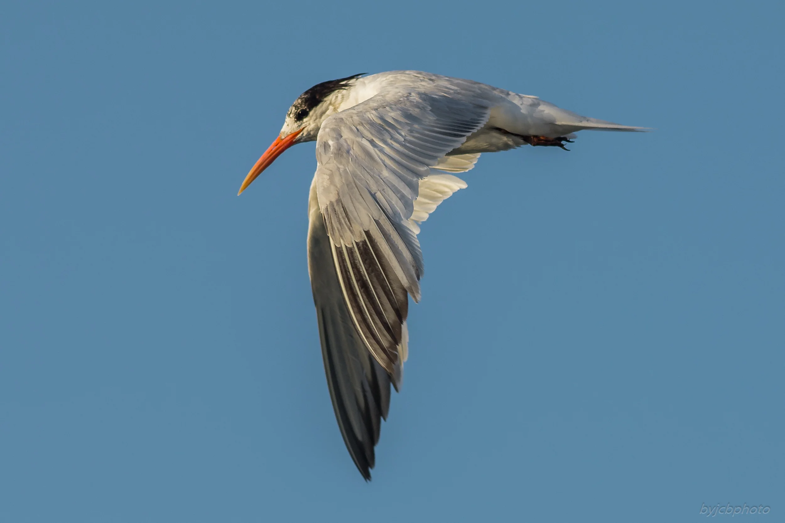 Elegant Tern (Thalasseus elegans)