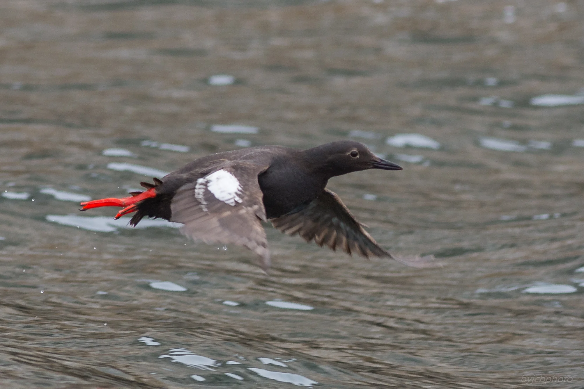 Pigeon Guillemot (Cepphus columba)